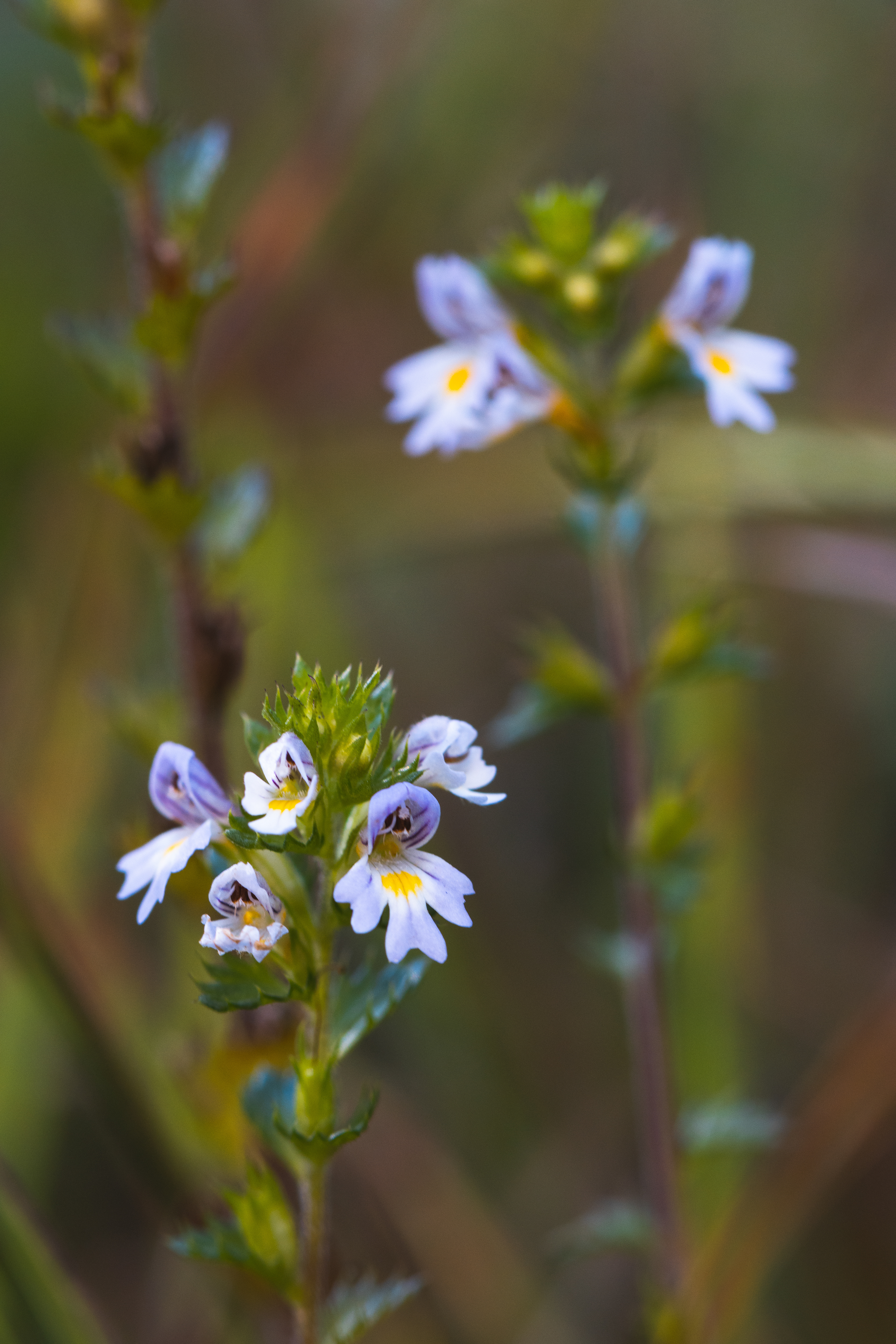 Euphrasia sp.