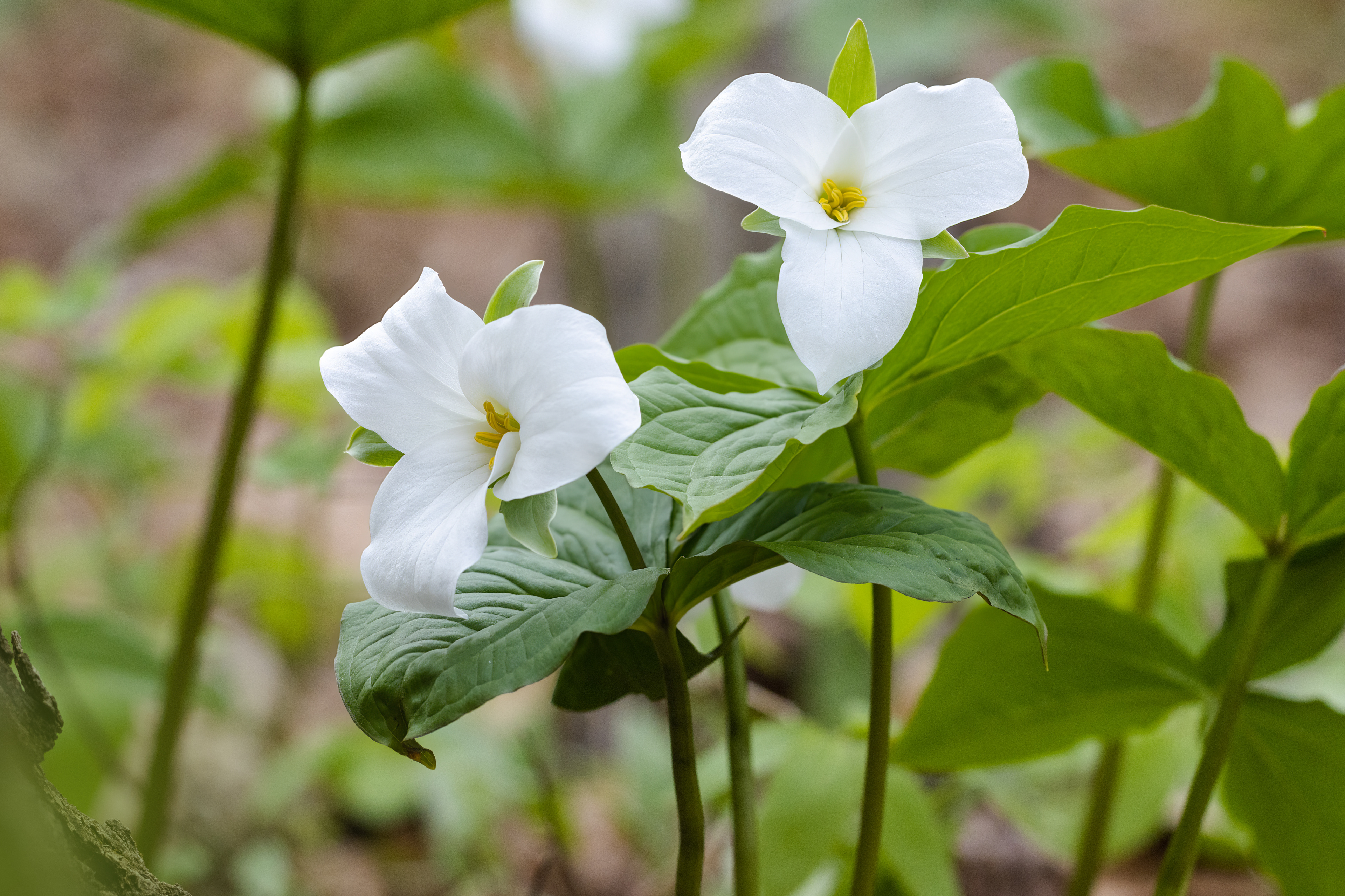 Trillium grandifolia