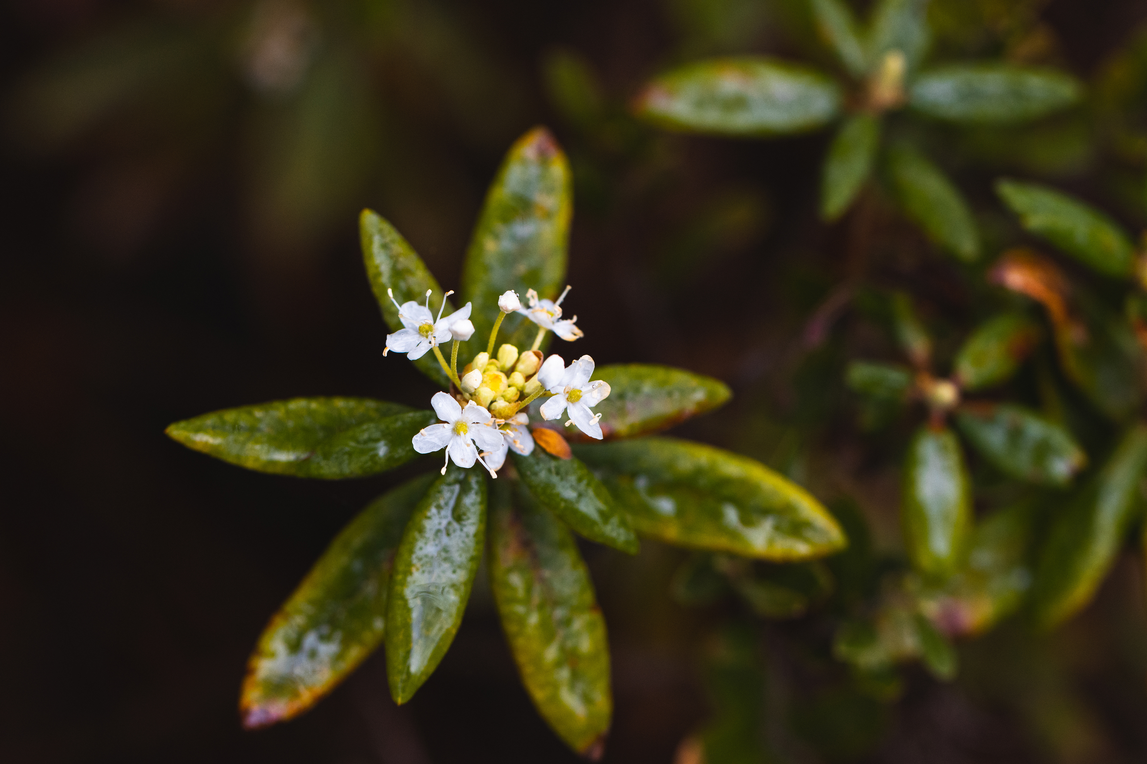 Rhododendron groenlandicum