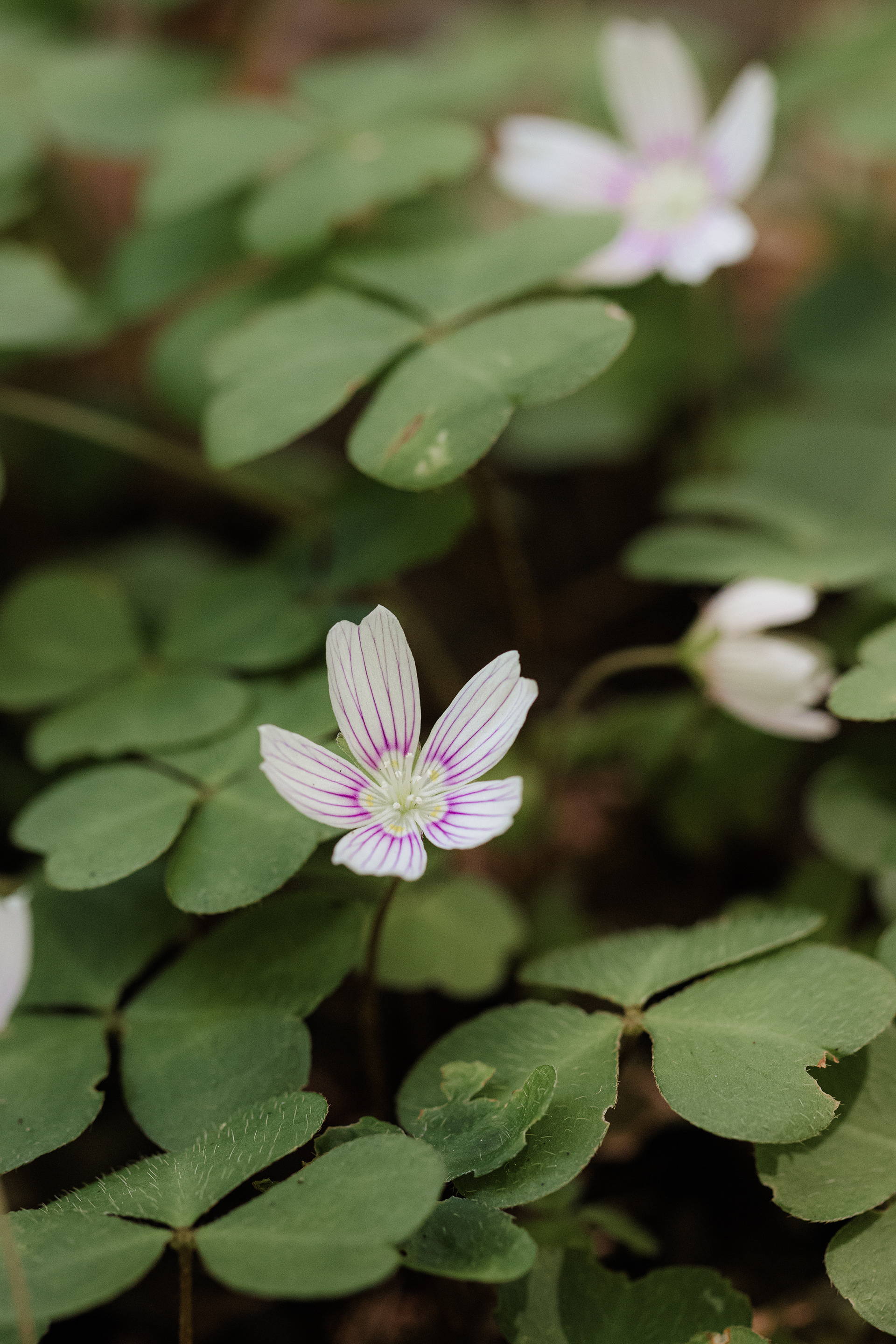 Oxalis montana