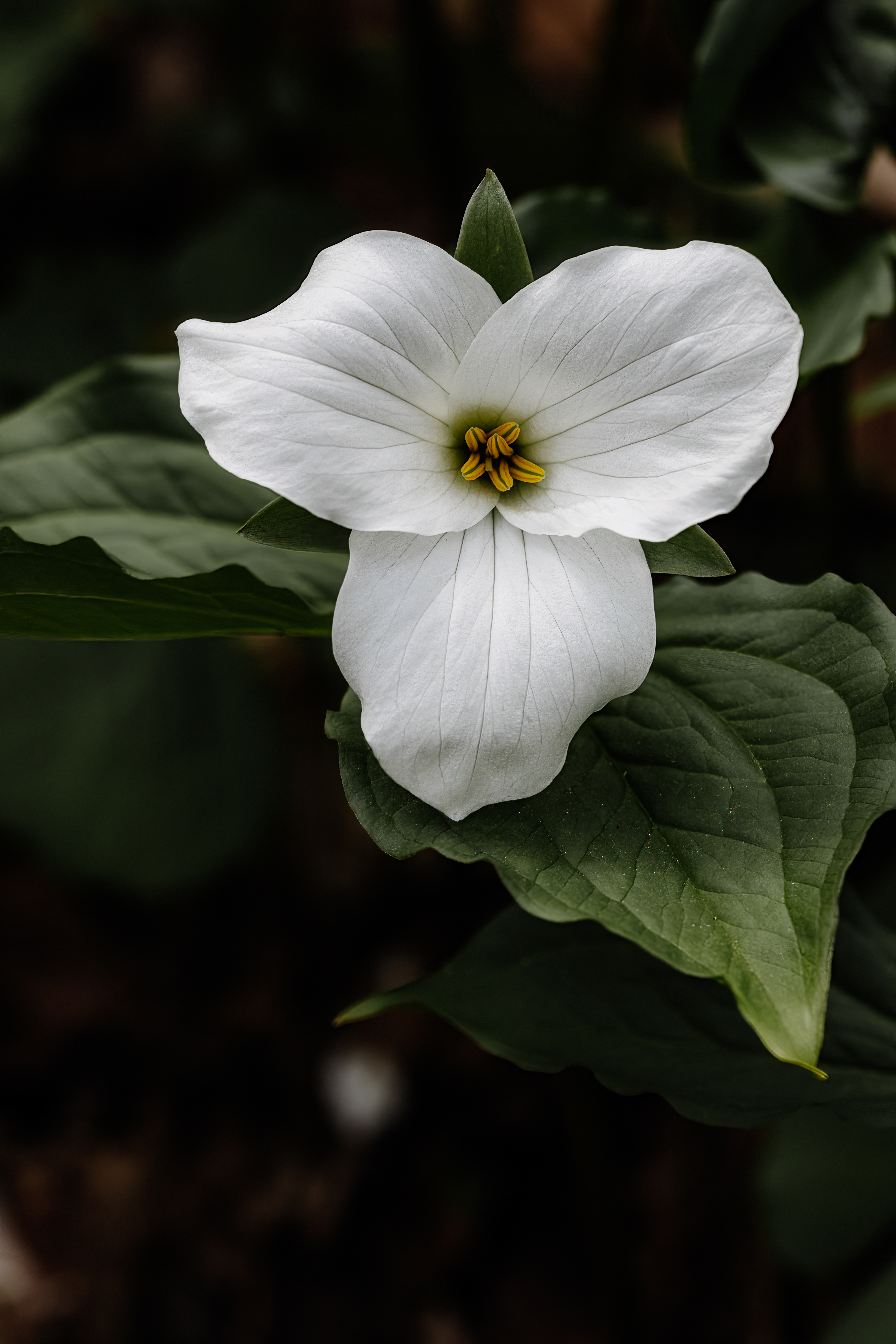 Trillium grandifolia