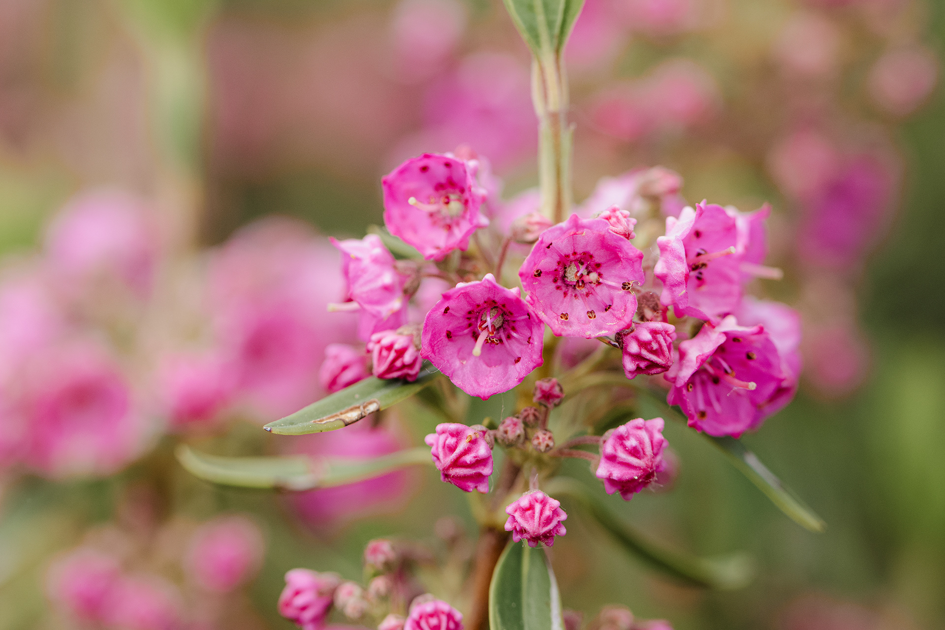 Kalmia angustifolia