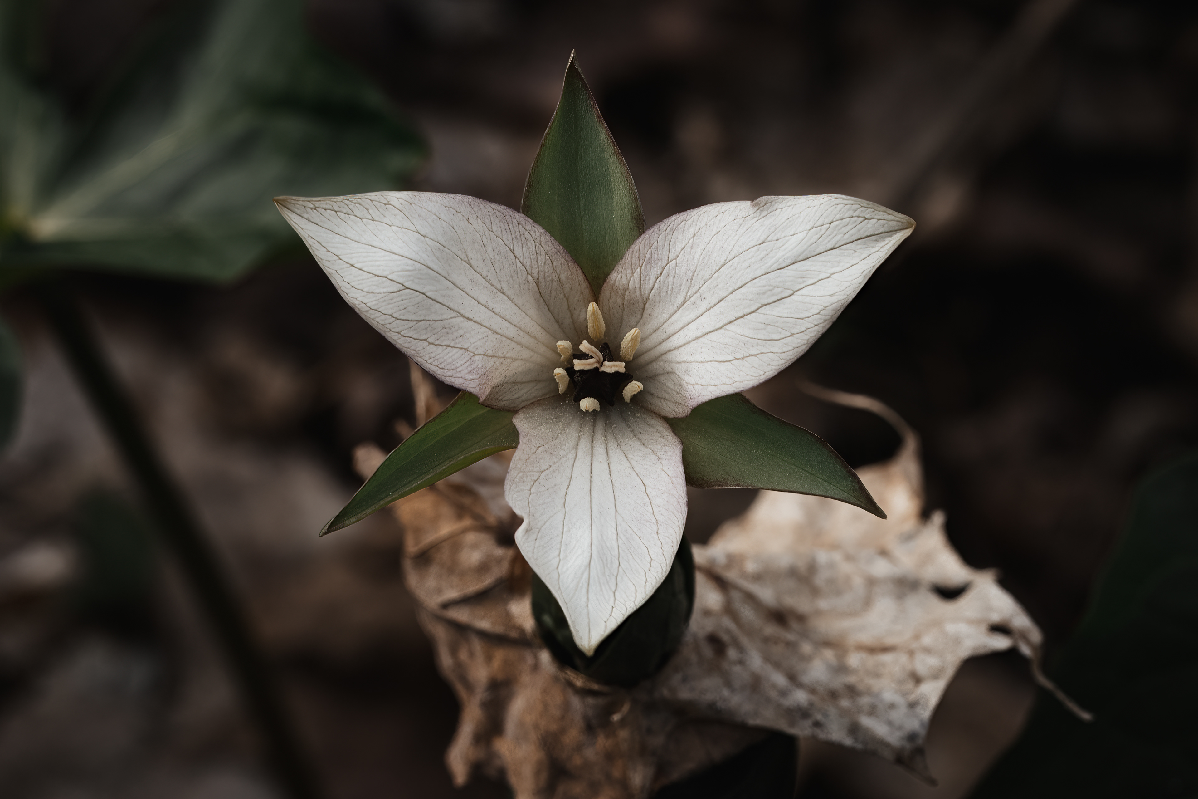 Tillium erectum