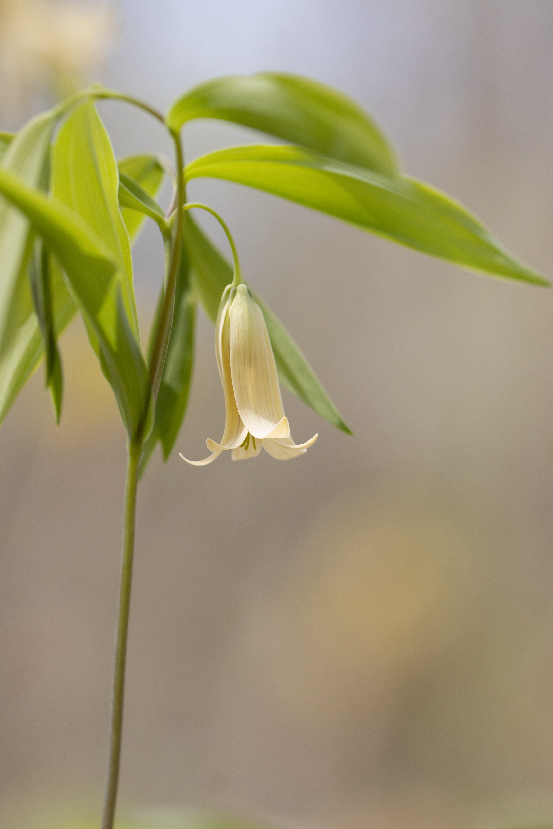 Uvularia sessifolia