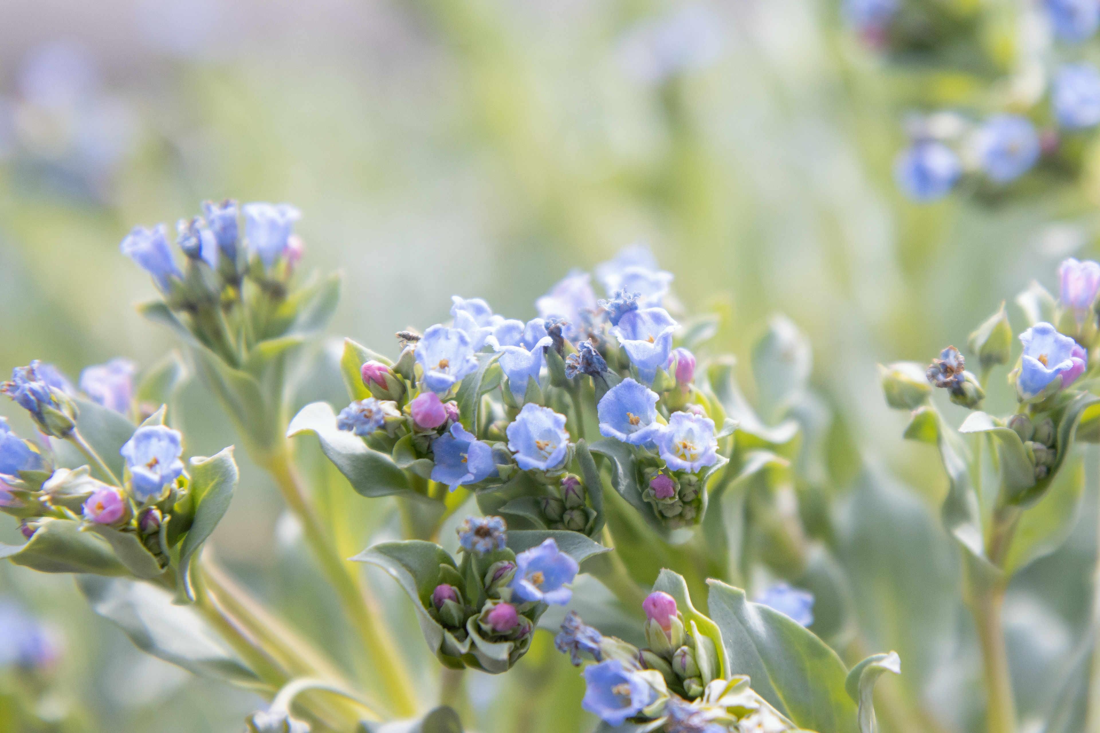 Mertensia maritima