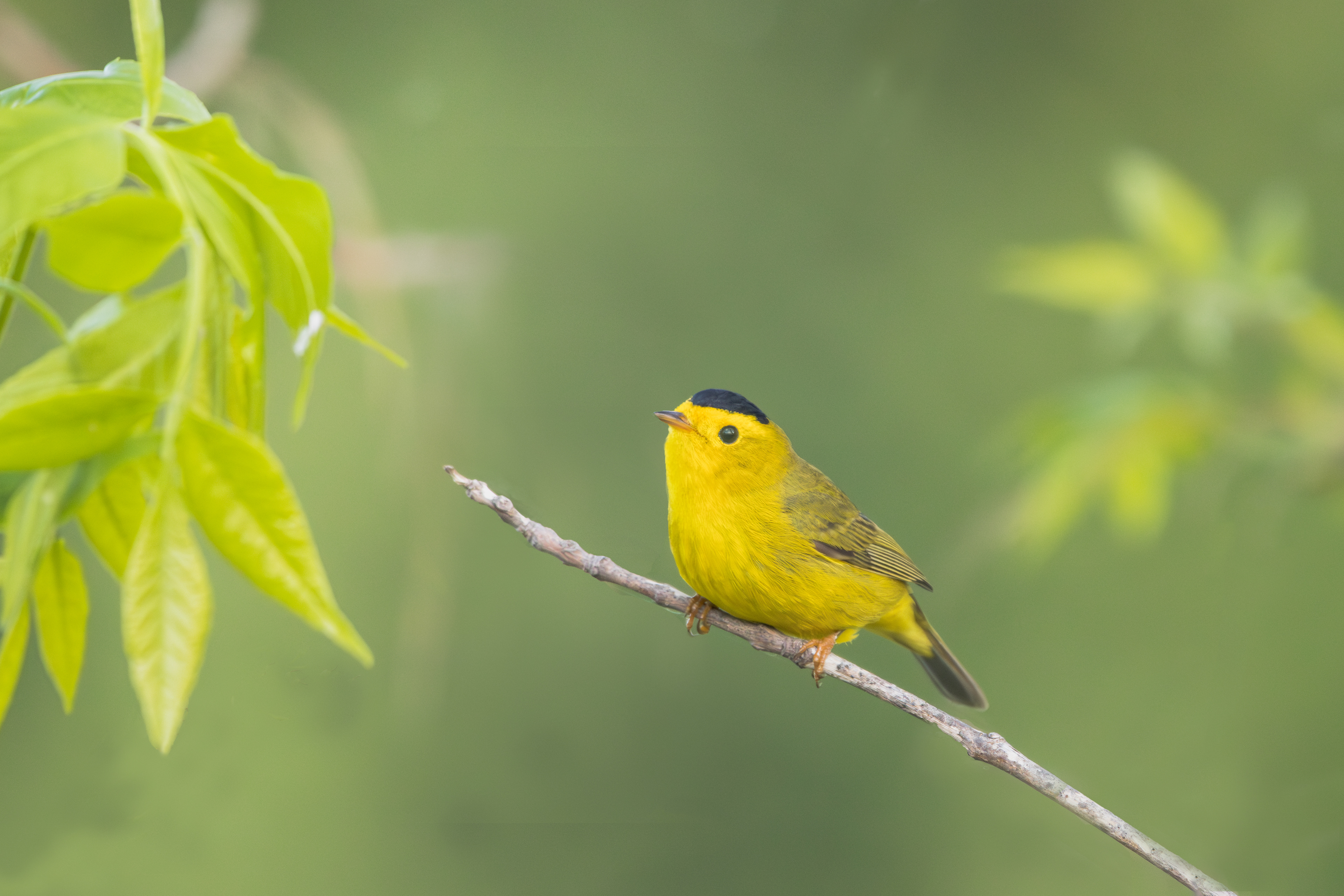 Paruline à calotte noire