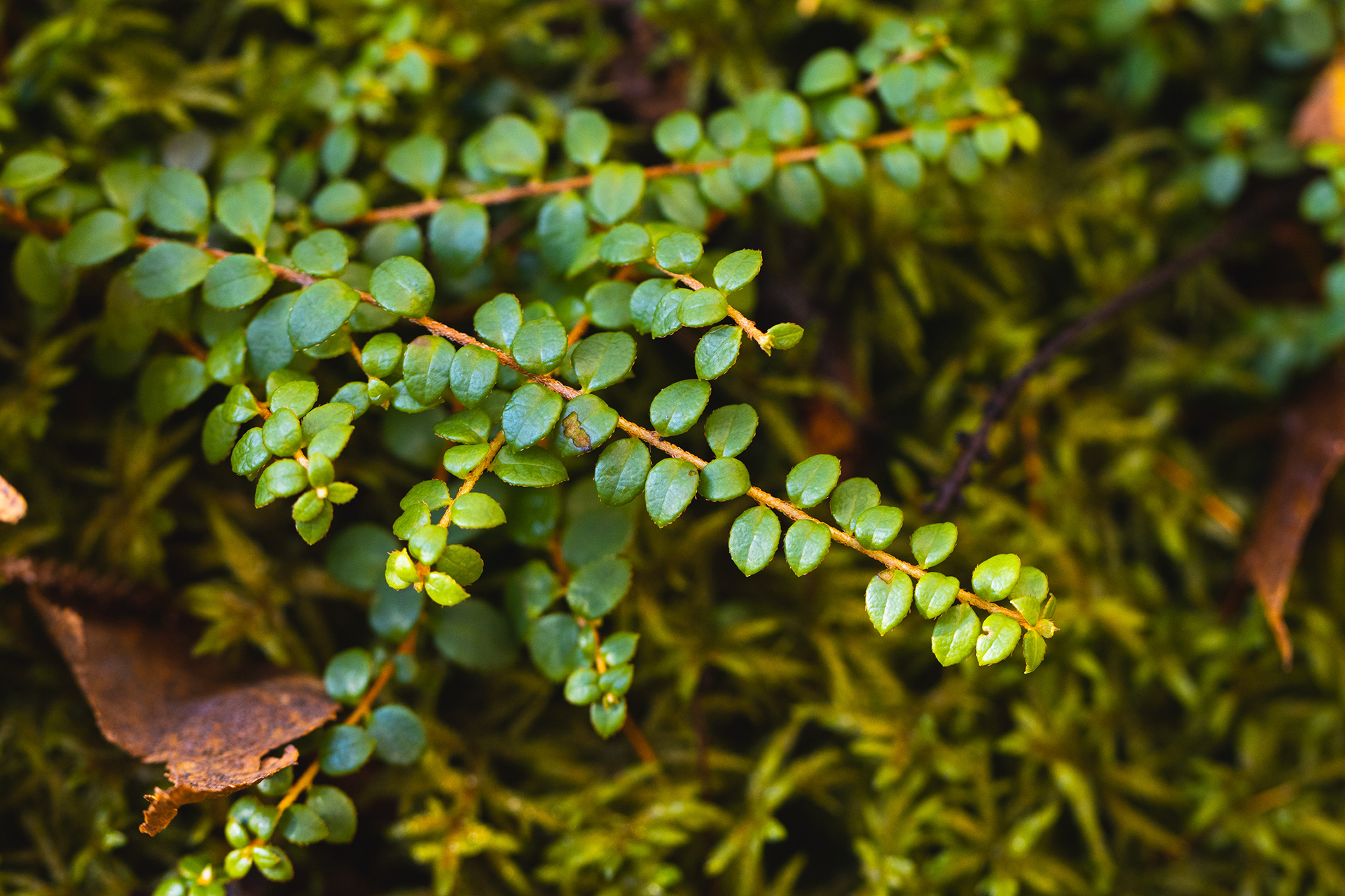 Gaultheria hispidula