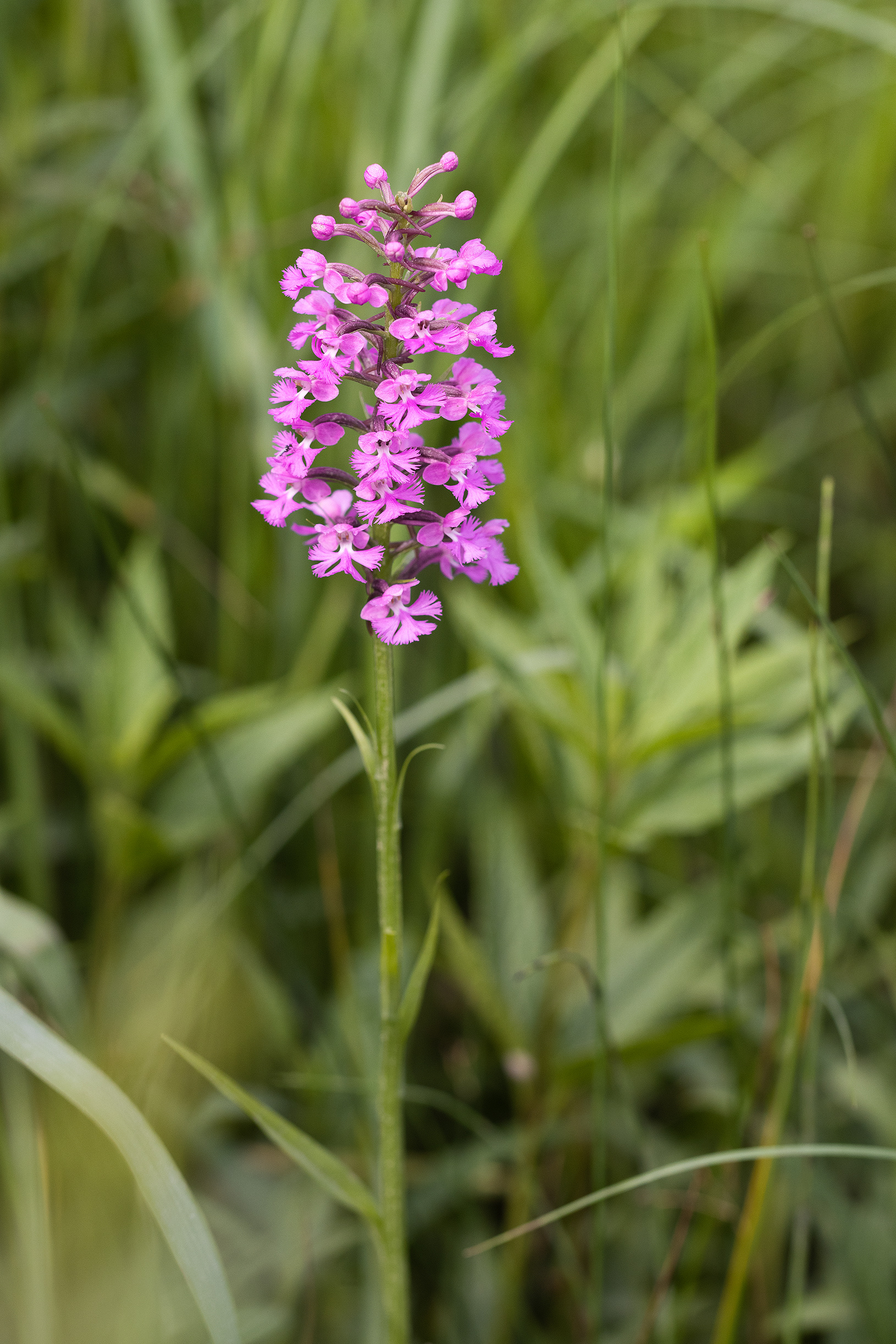 Platanthera psycodes