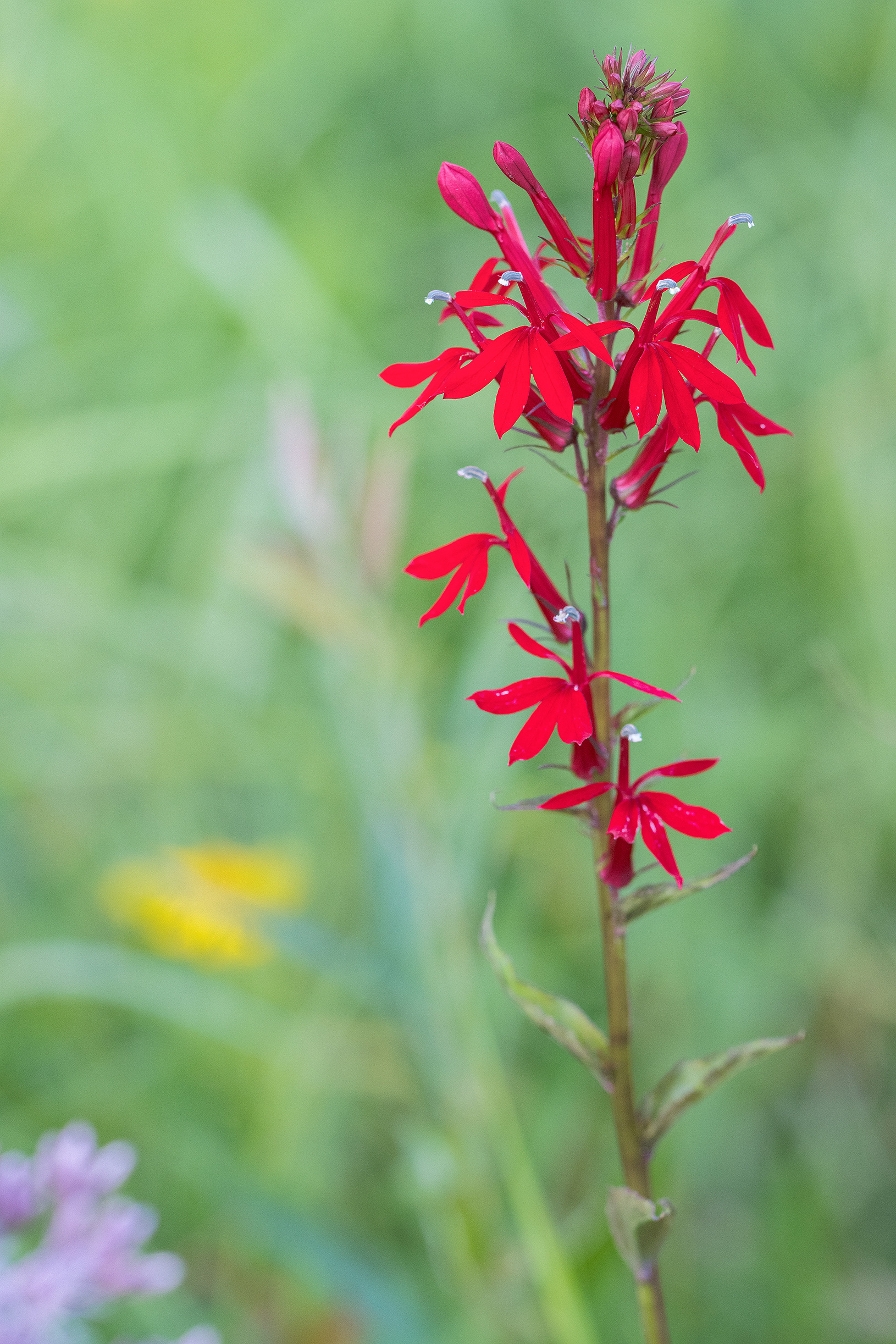 Lobelia cardinalis