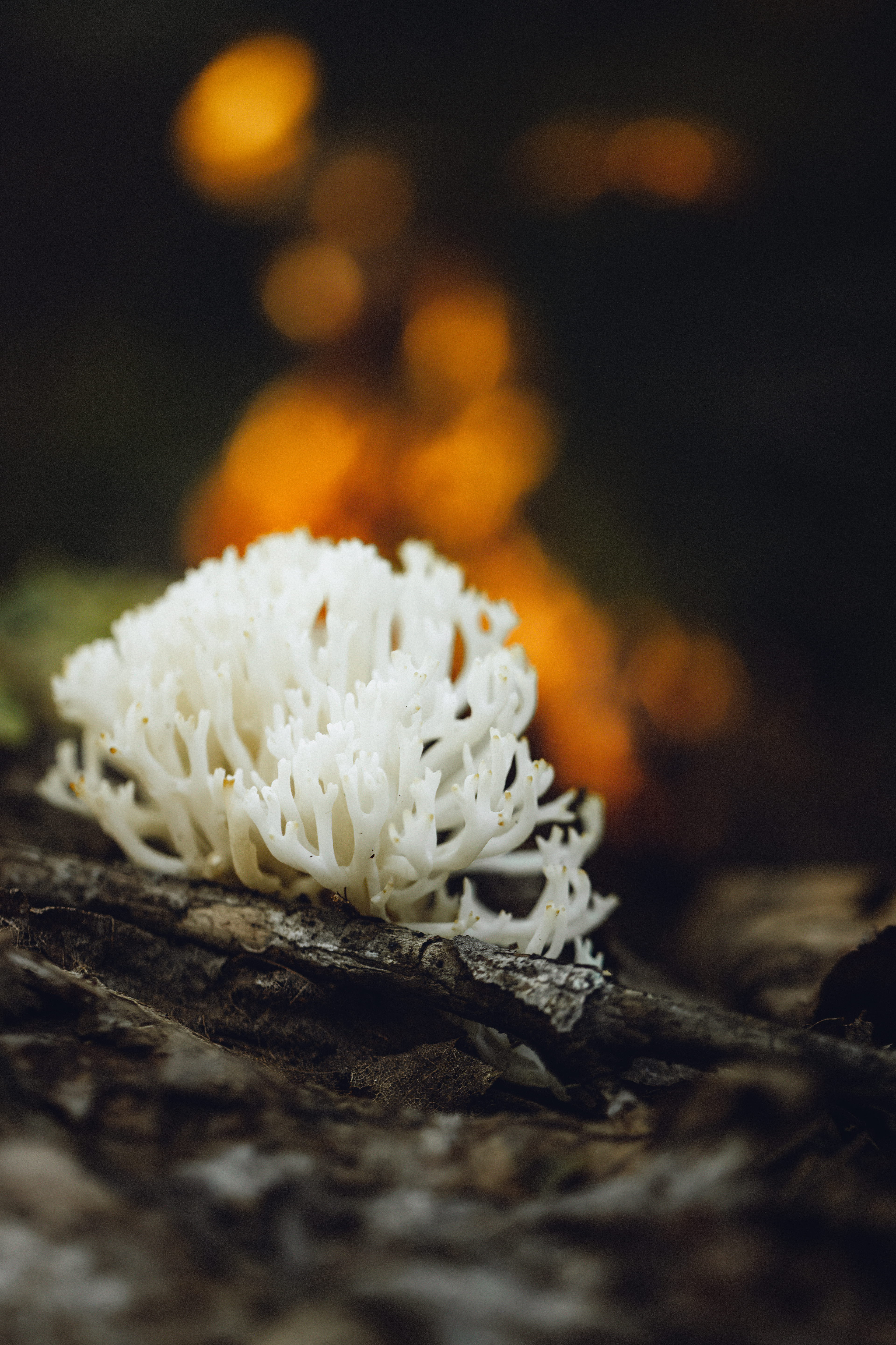 Hericum coralloides