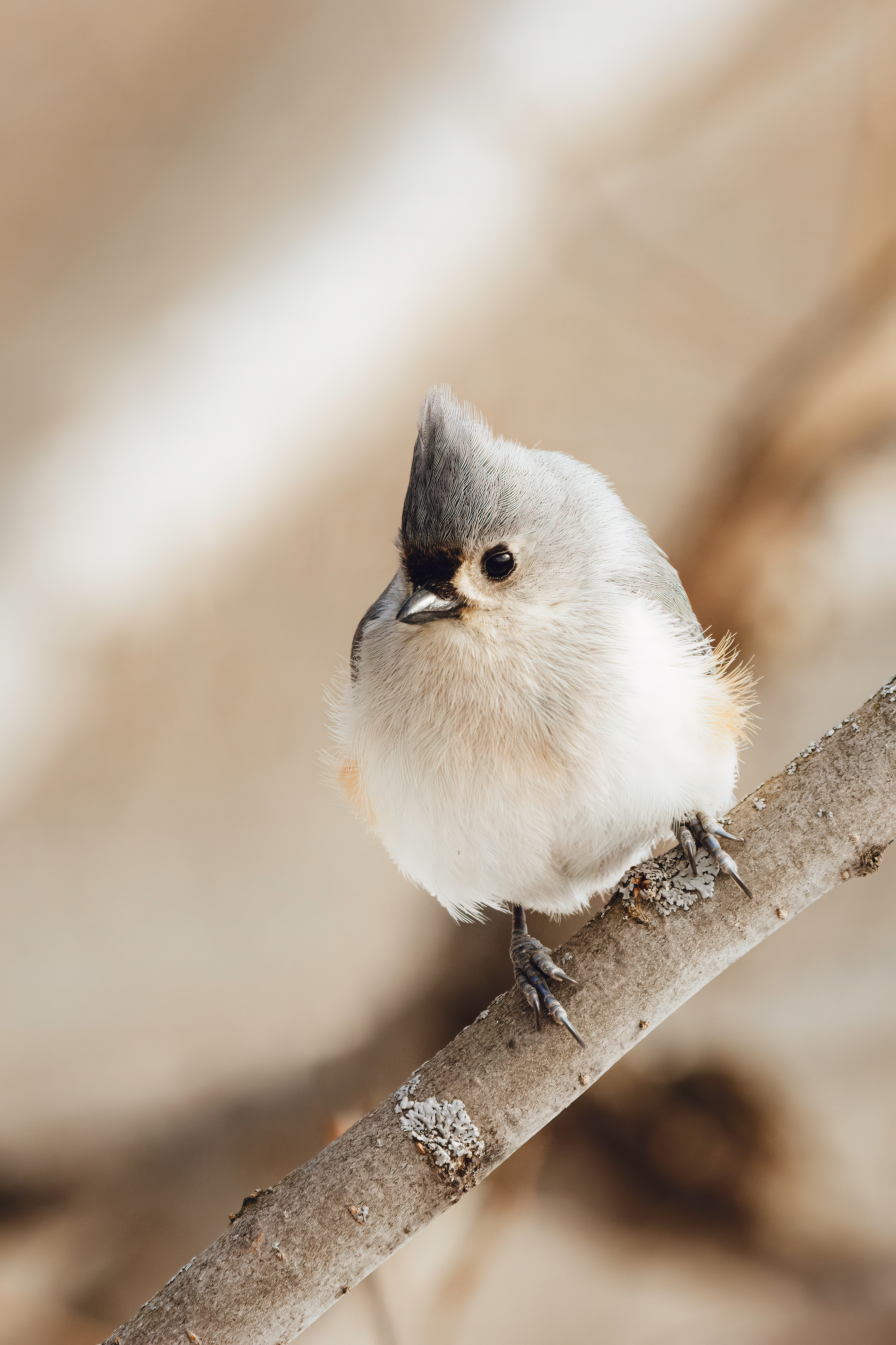 Mésange bicolore