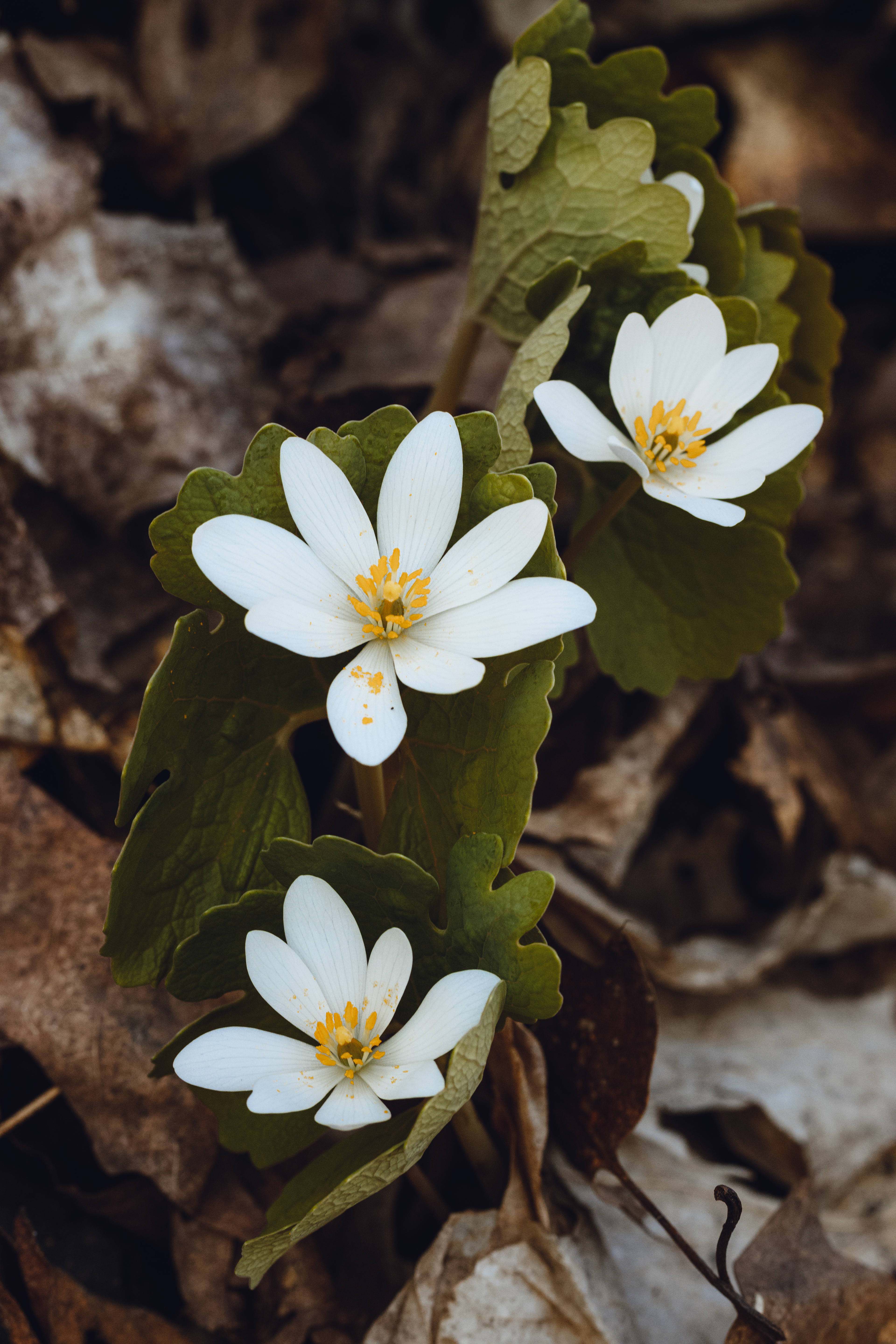 Sanguinaria canadensis