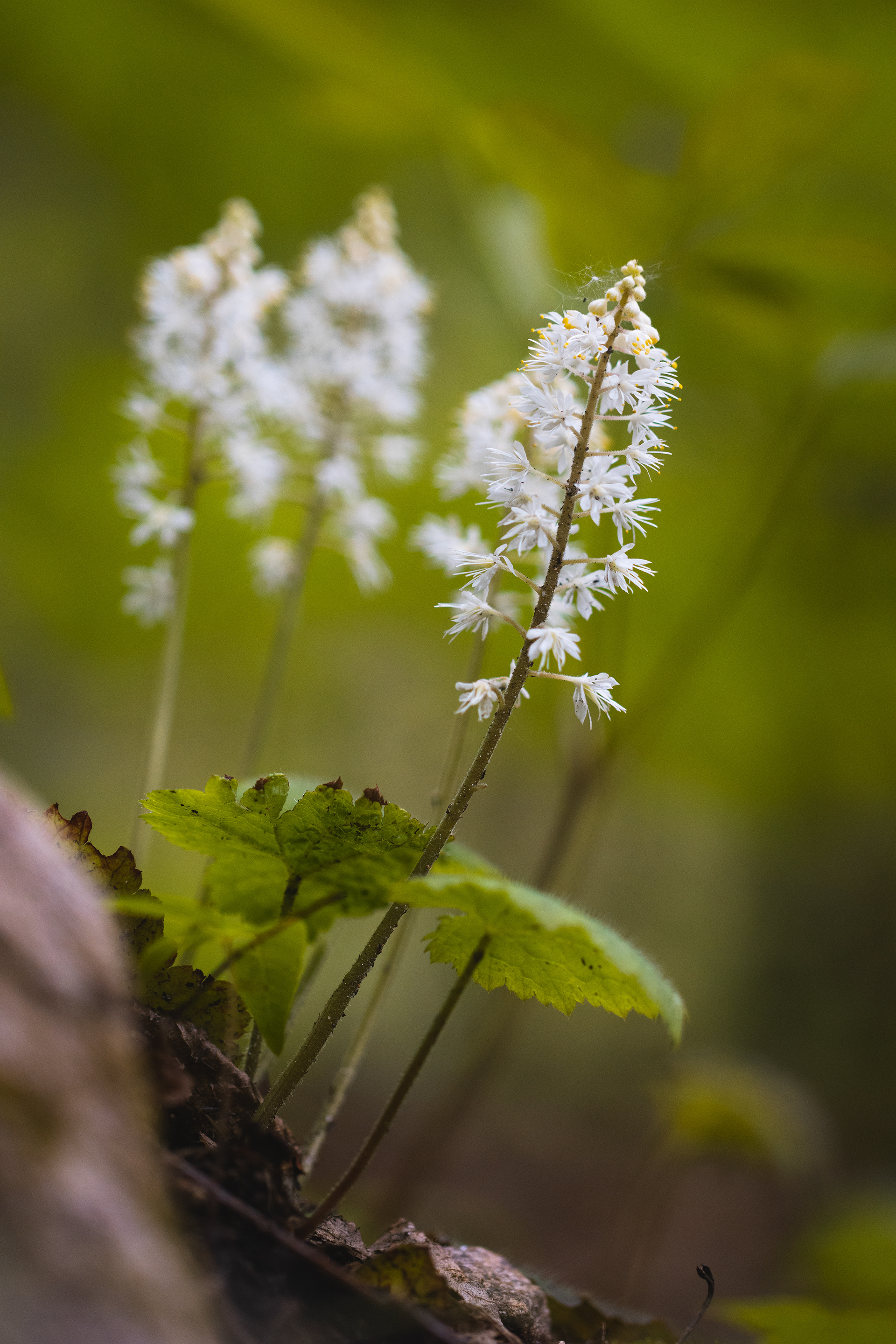 Tiarella cordifolia