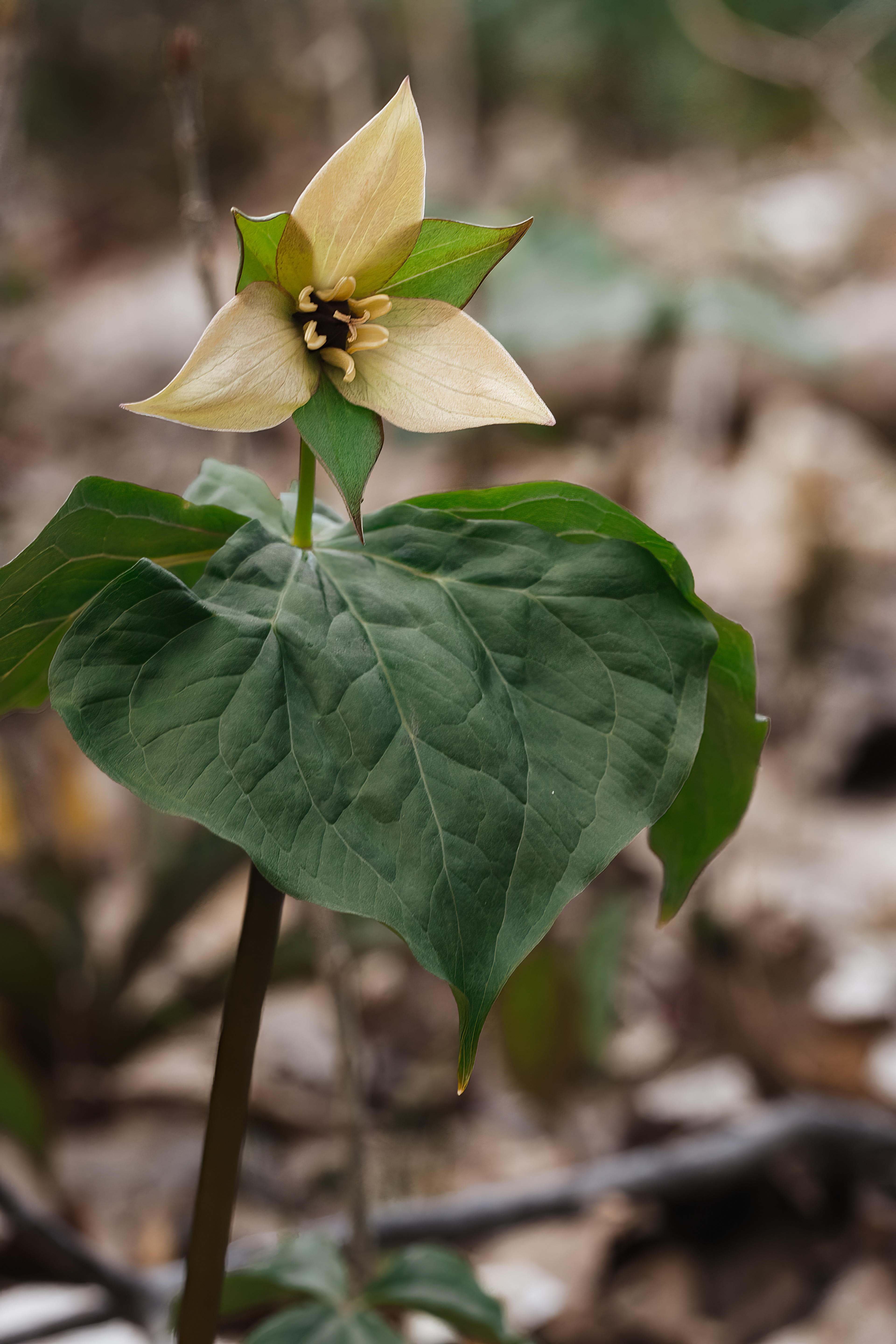 Tillium erectum