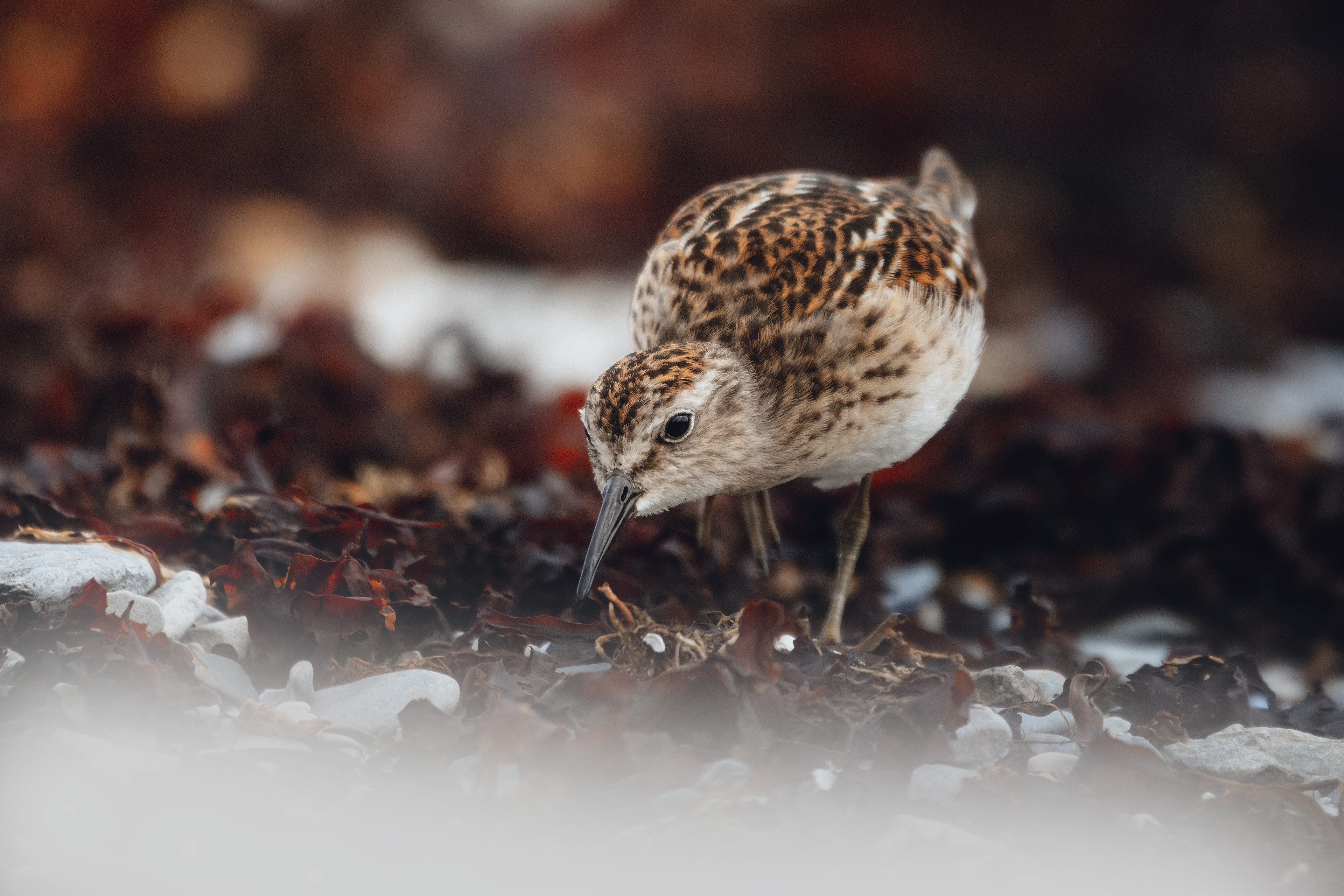 Bécasseau minuscule