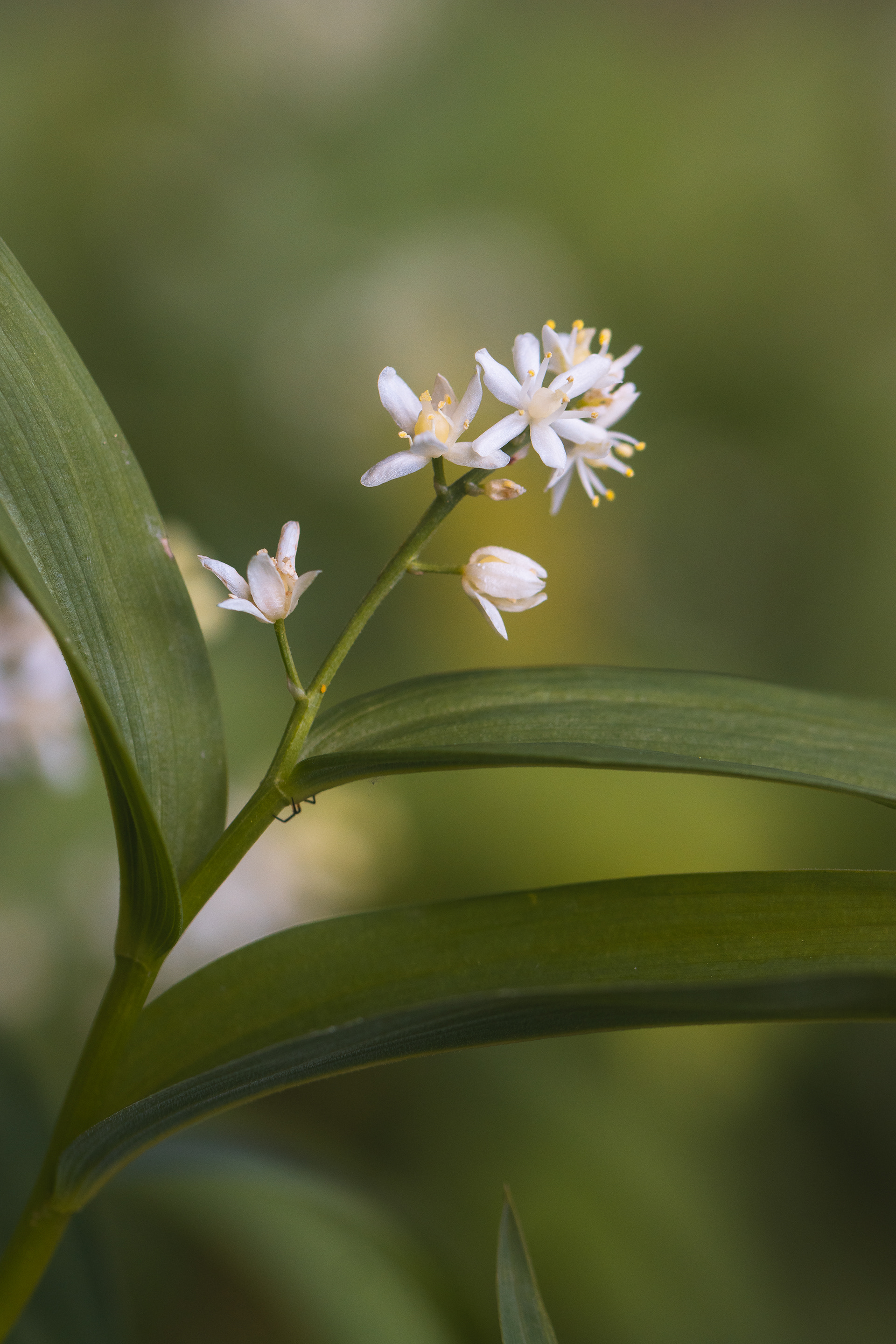 Maianthemum