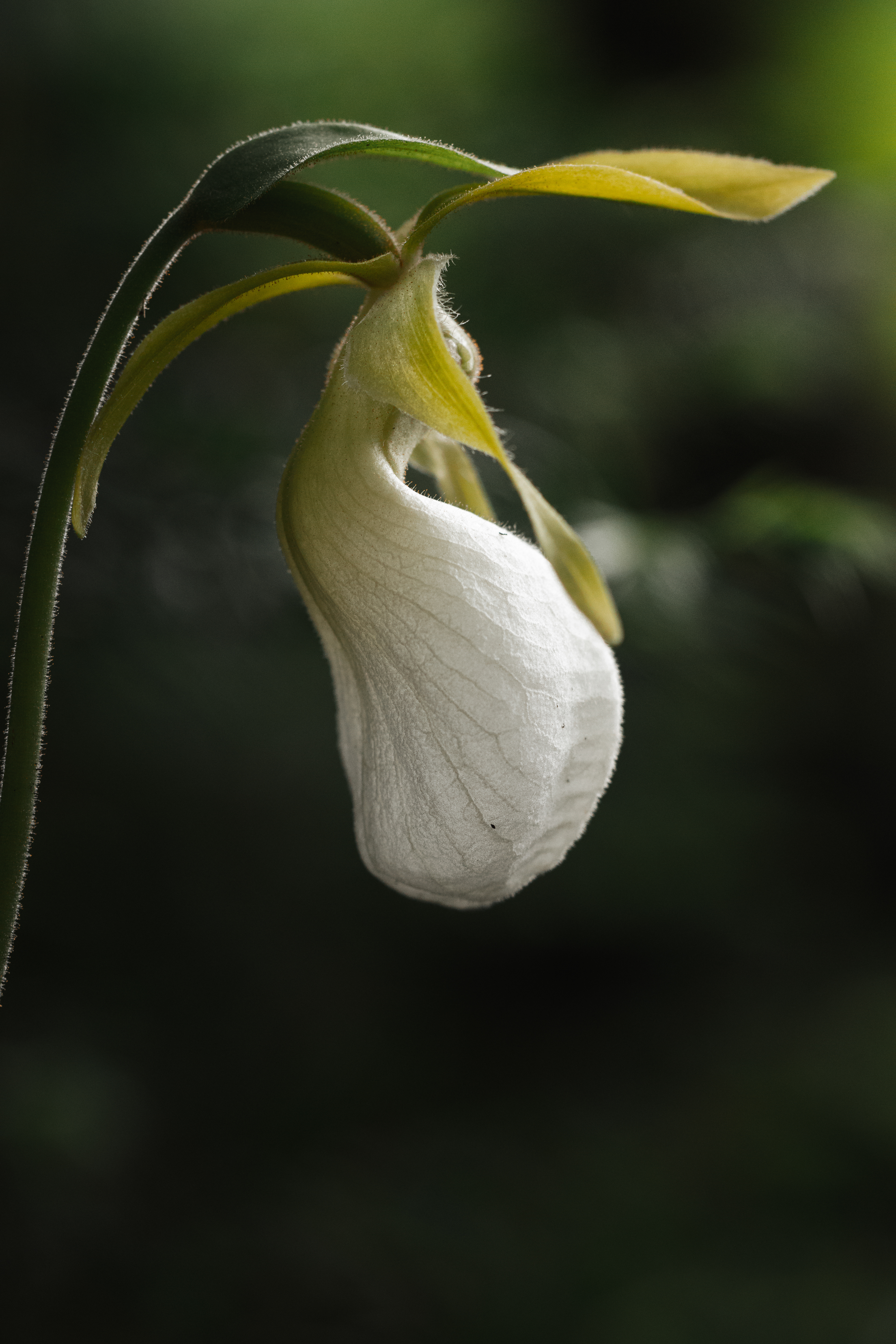 Cypripedium acaule