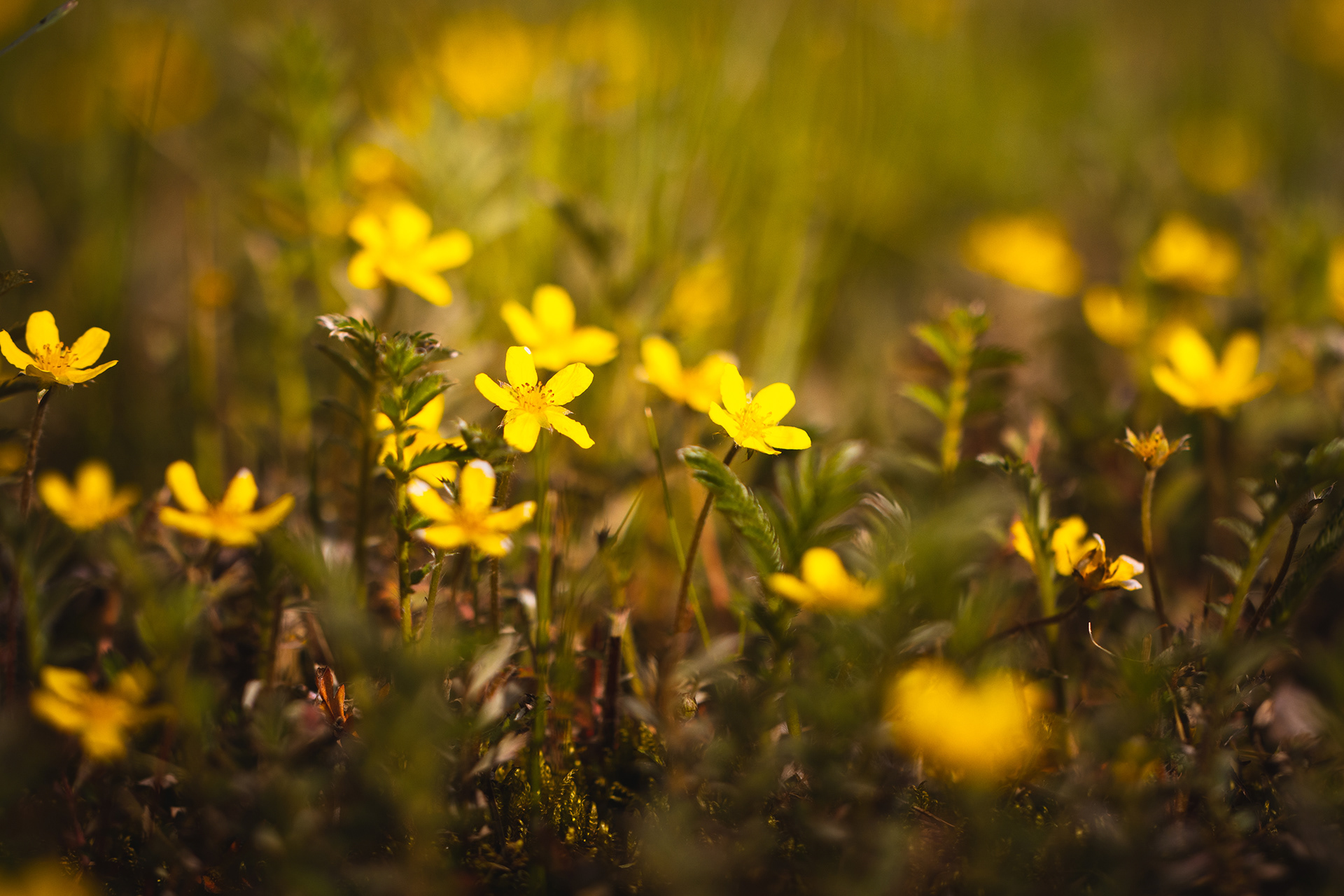 Potentilla anserina