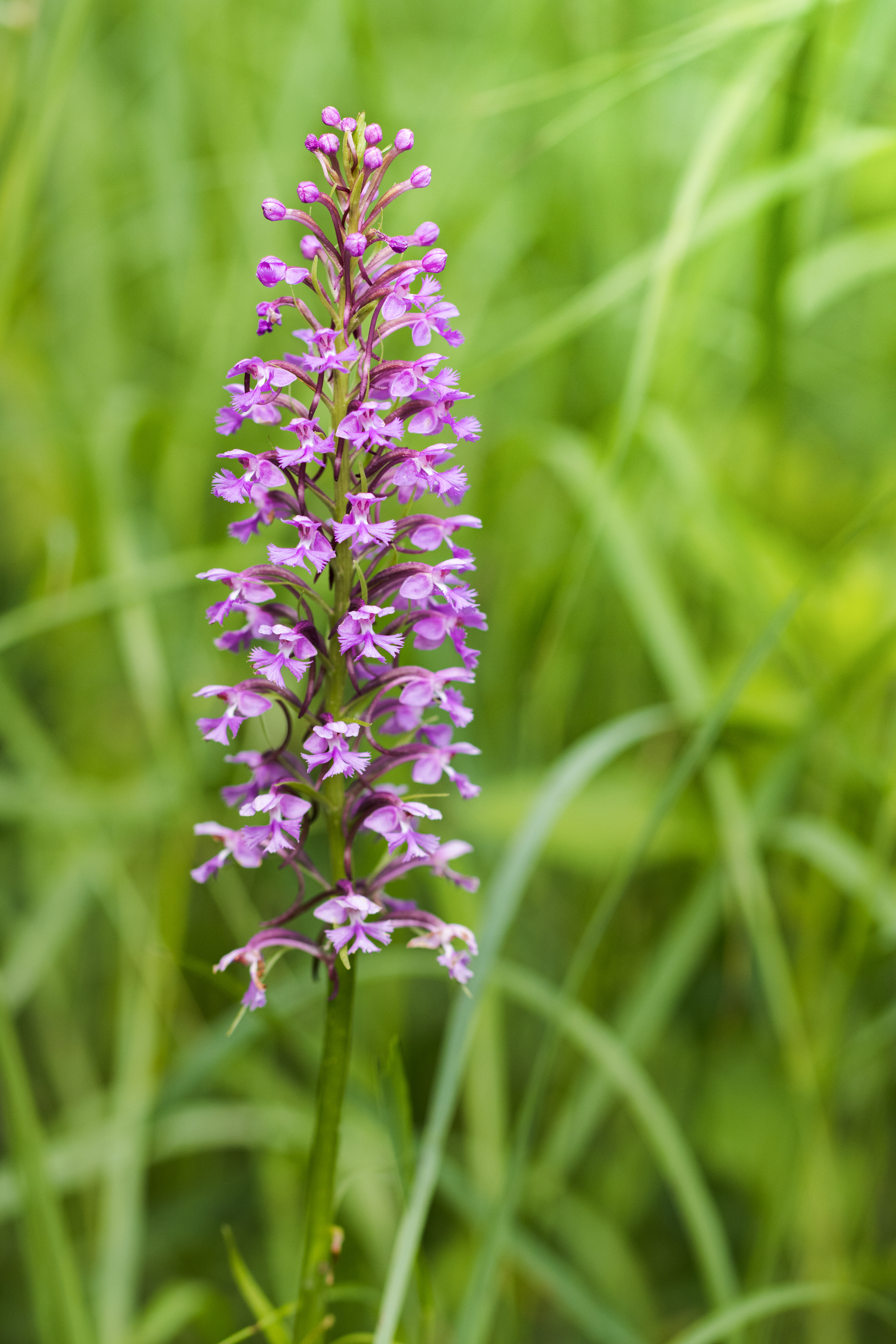 Platanthera psycodes