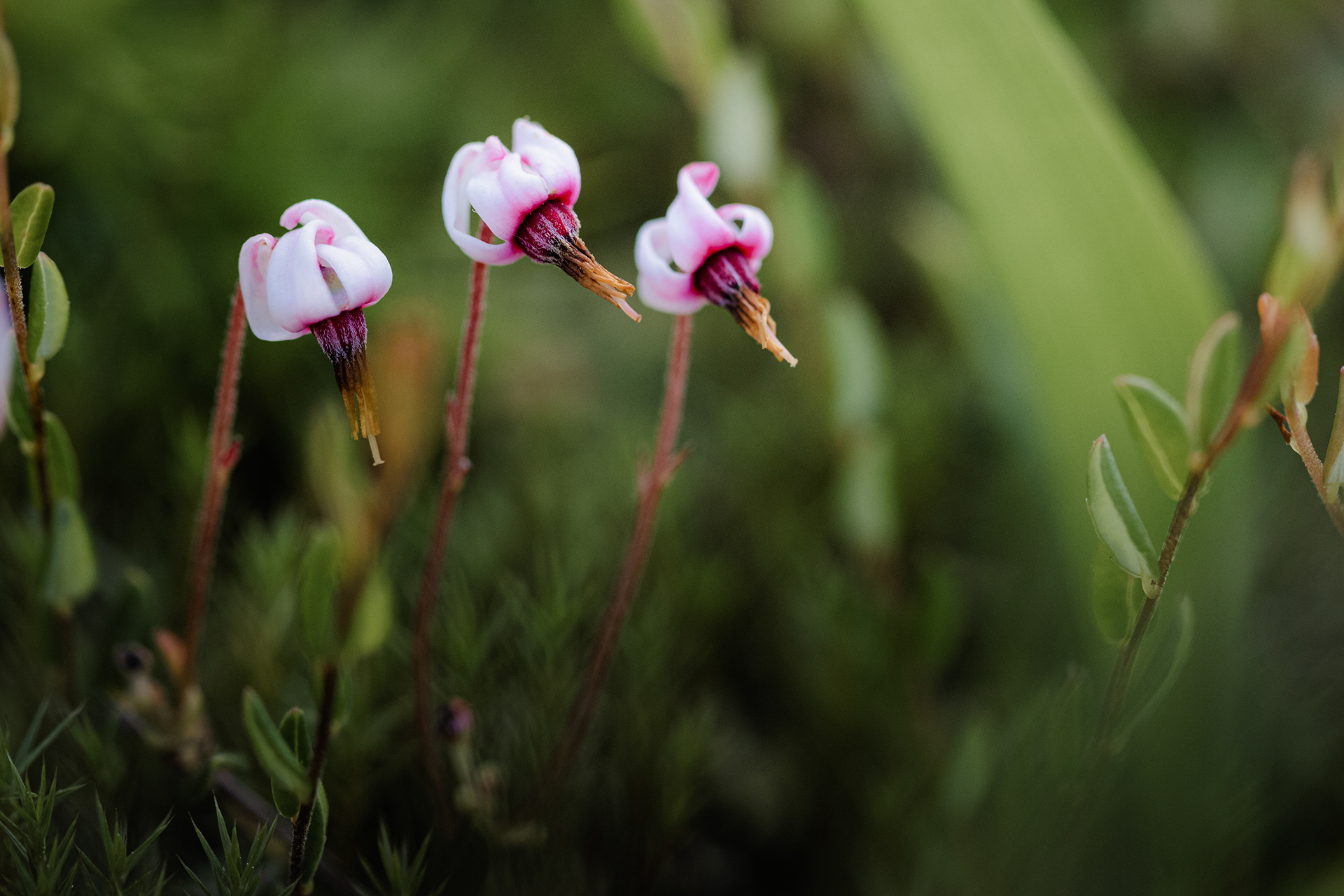 Vaccinium oxycoccos