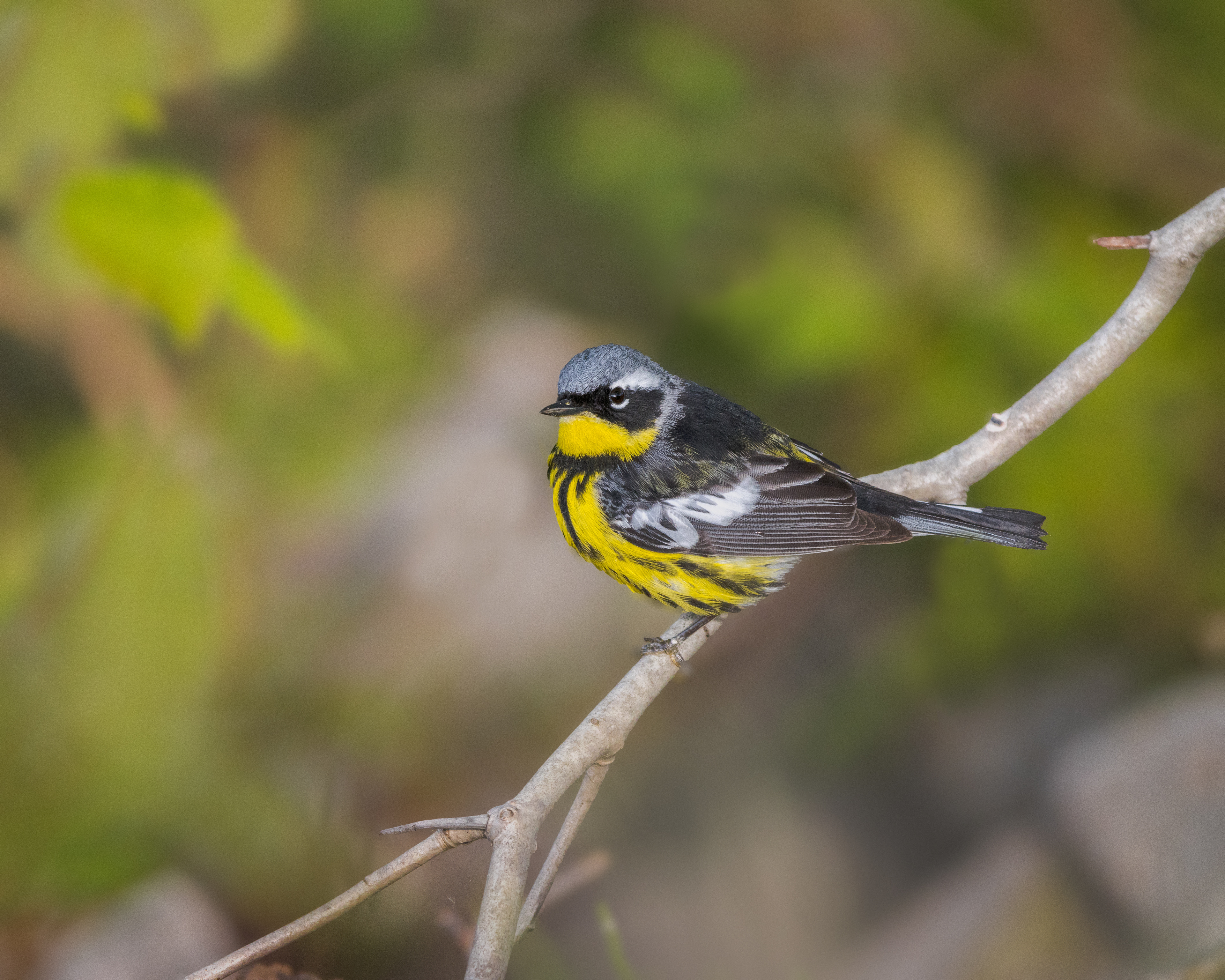 Paruline à tête cendrée