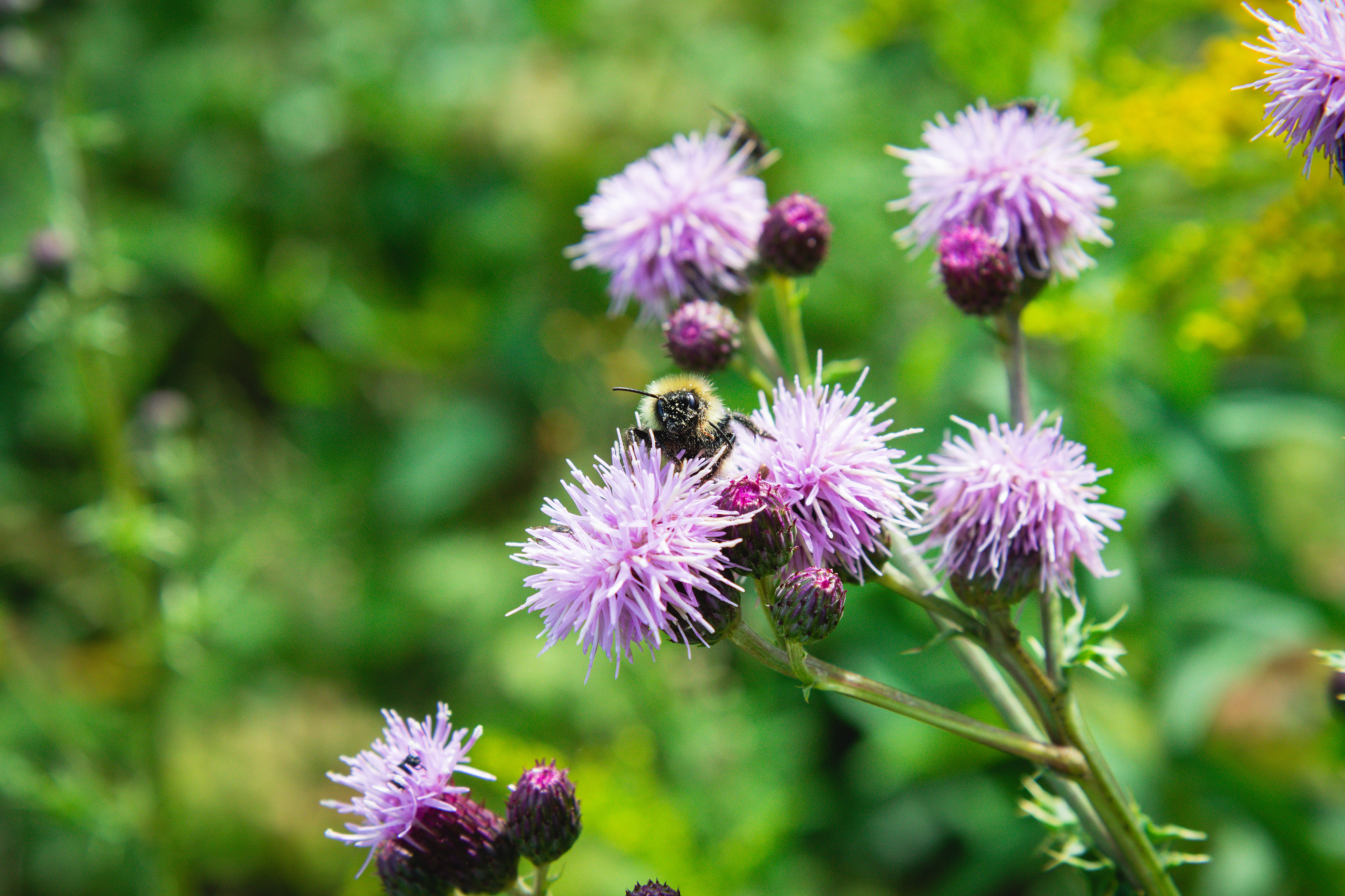 Cirsium arvense