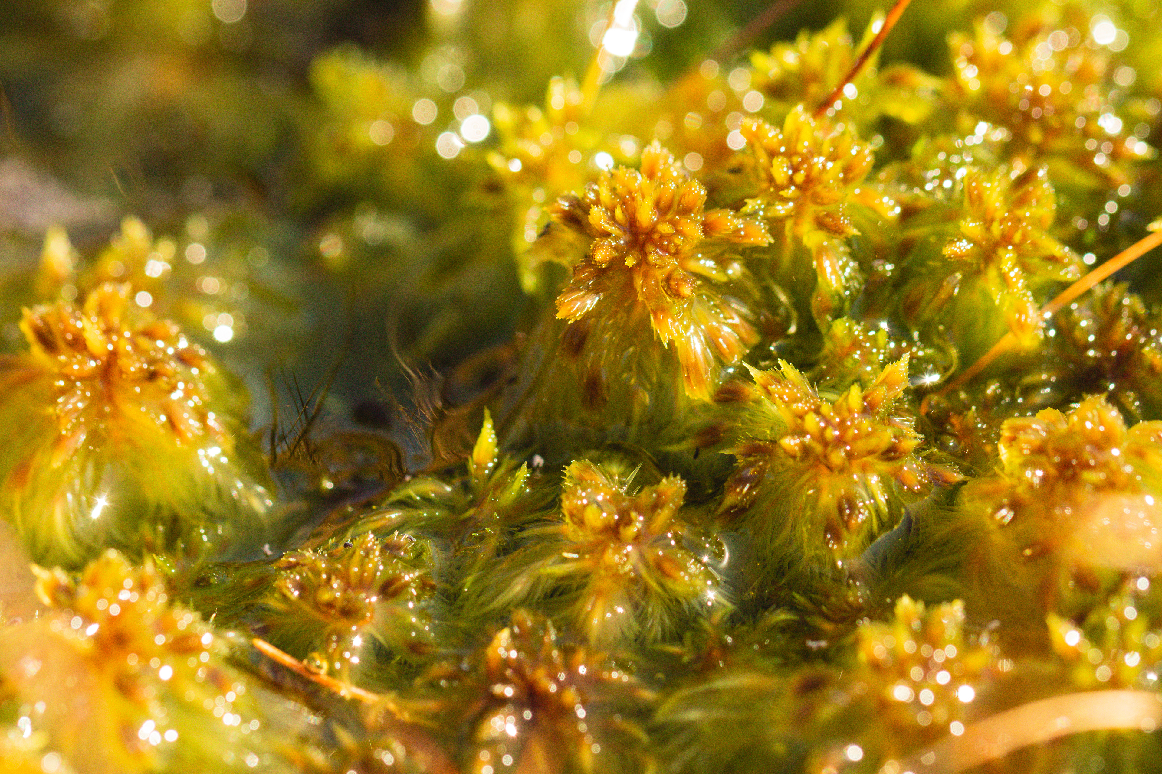 Sphagnum cuspidatum