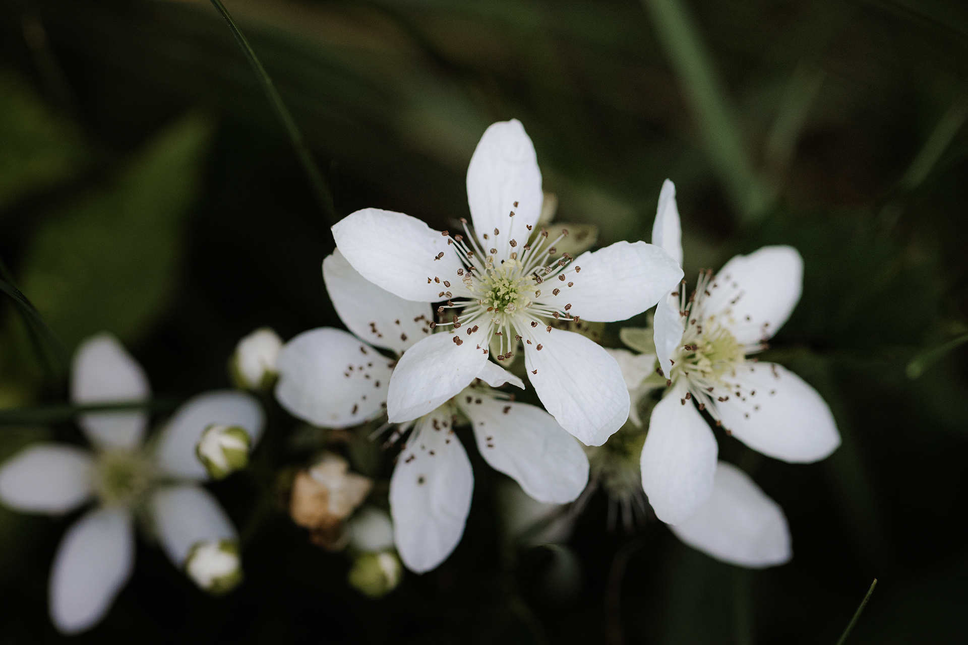 Rubus idaeus subsp. strigosus