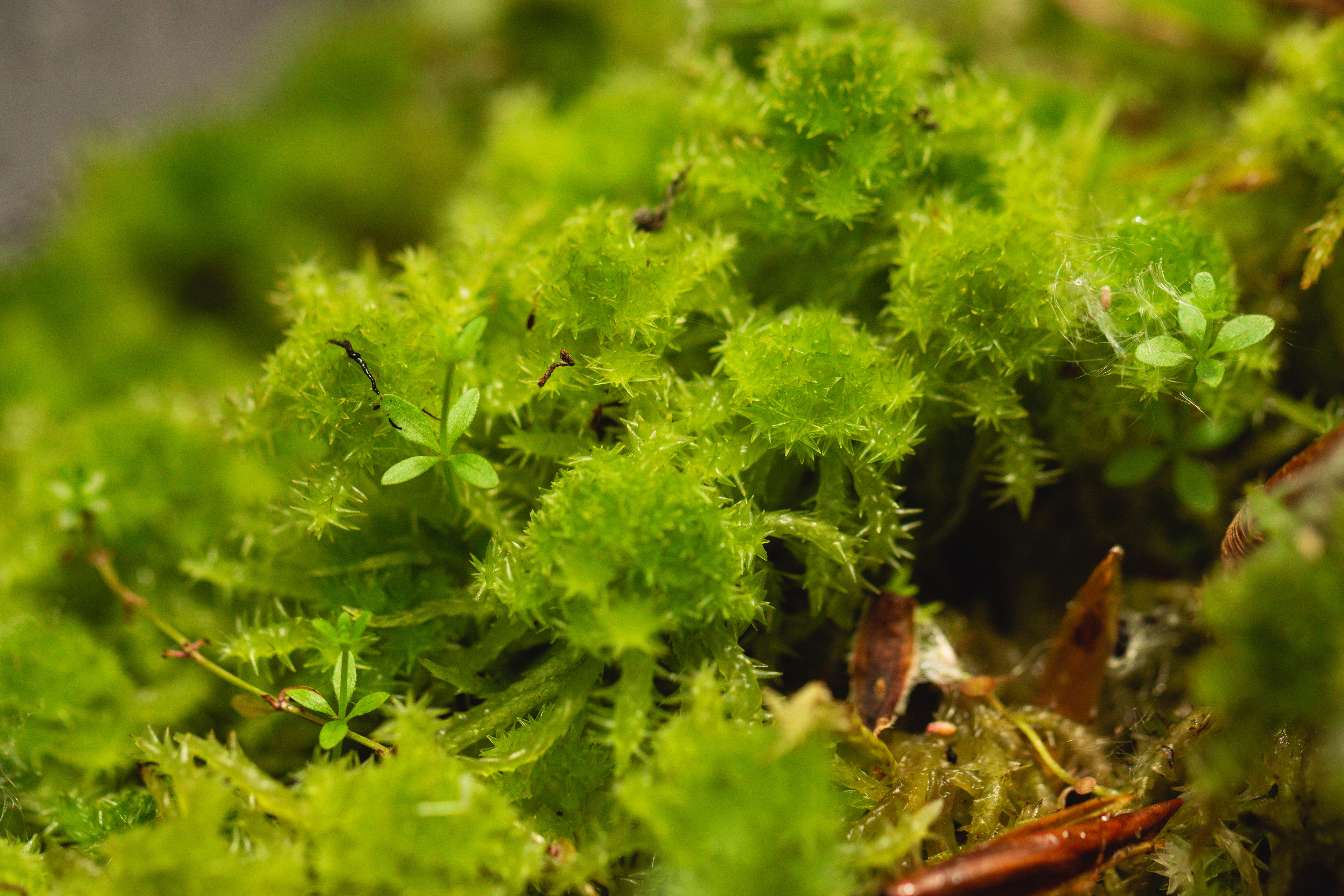Sphagnum squarrosum