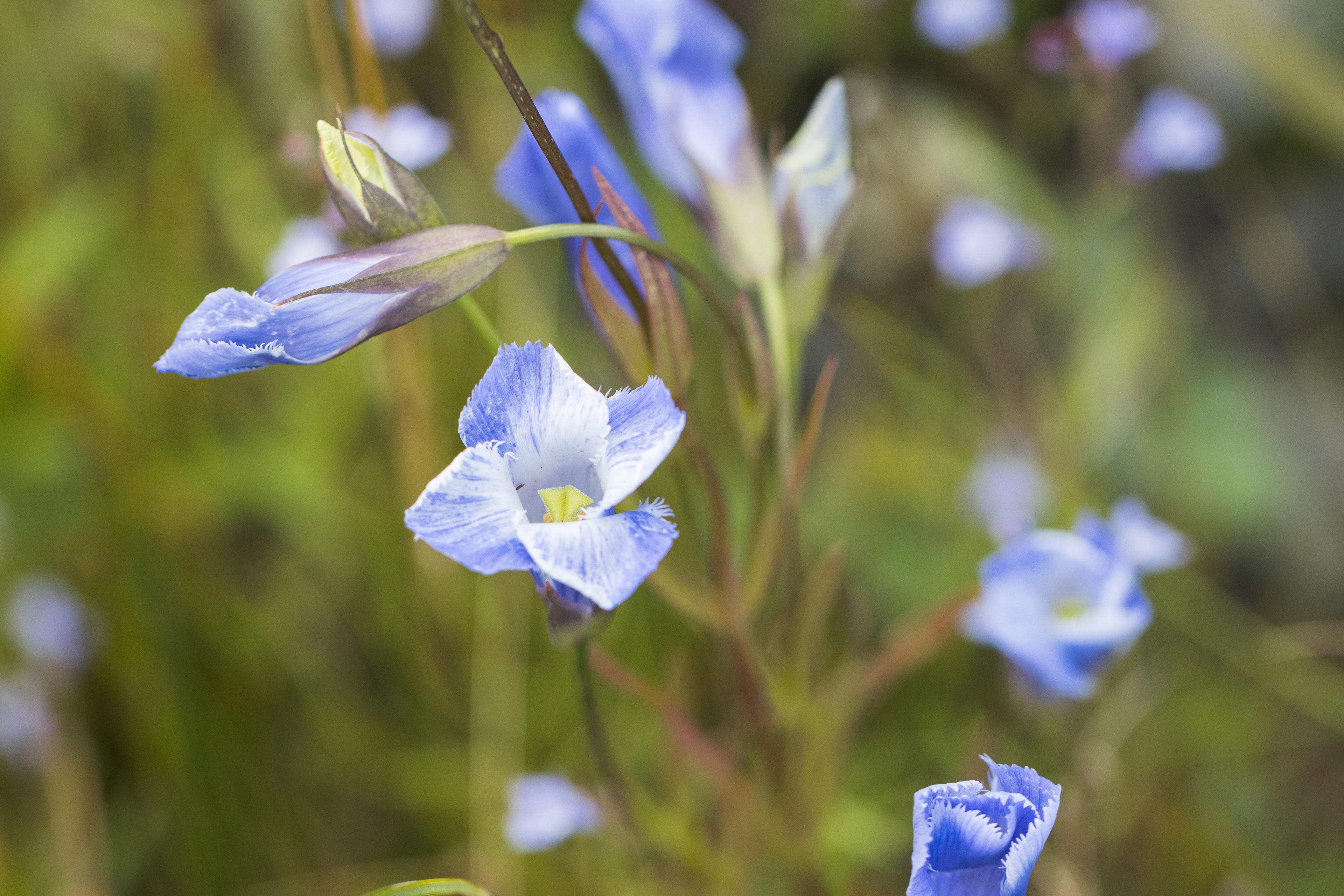 Gentianopsis virgata subsp. victorinii