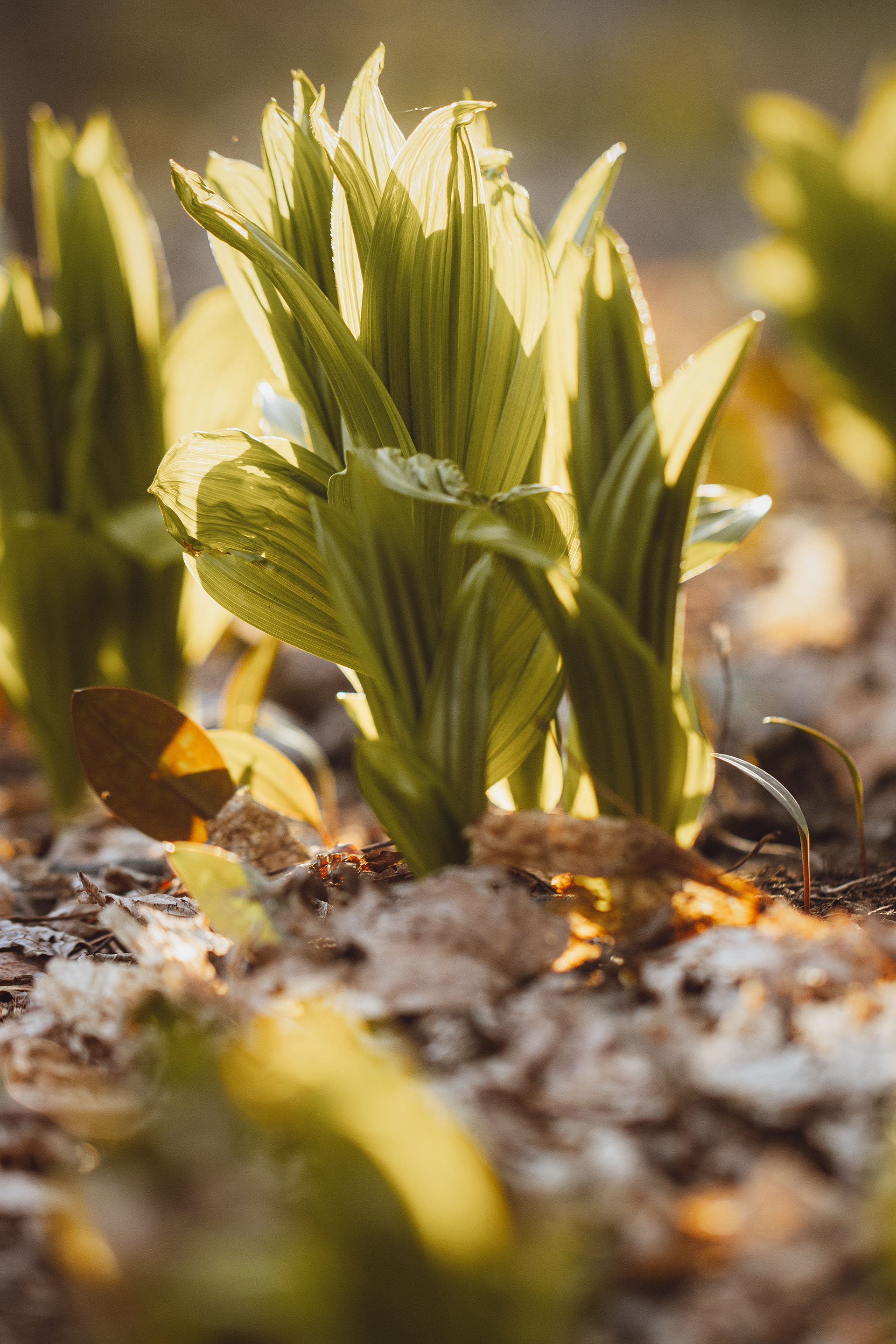 Veratrum viride