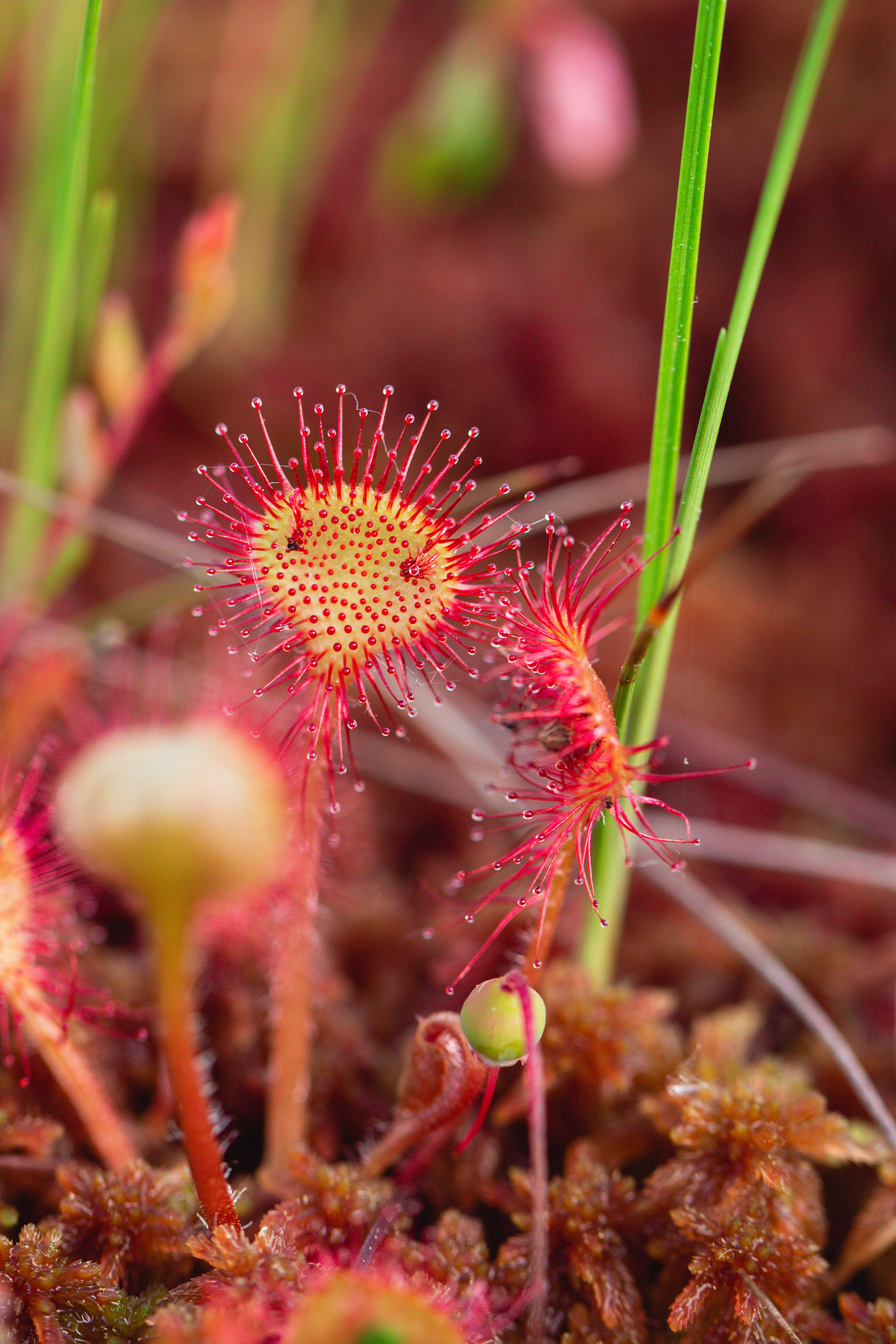 Drosera rotundifolia