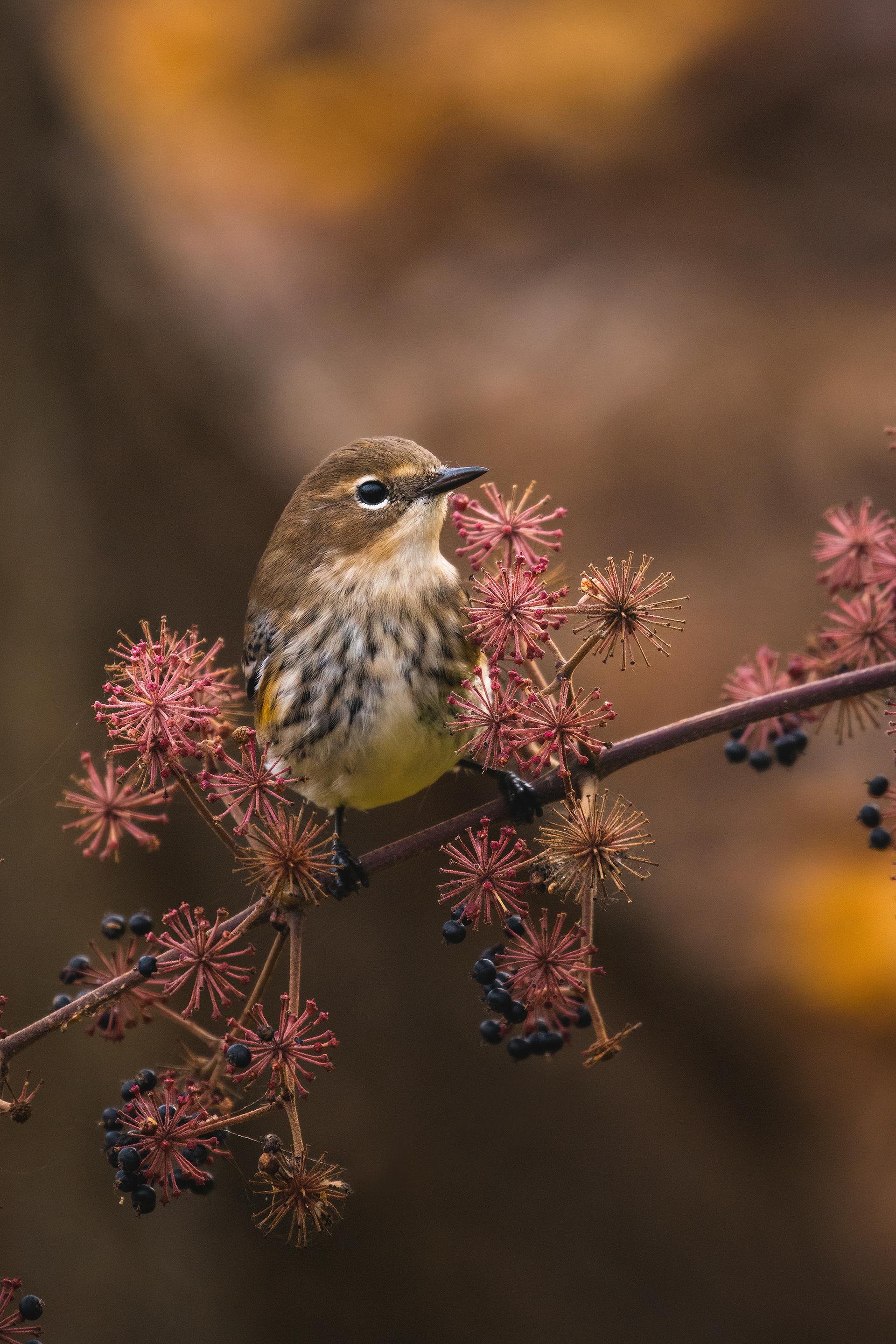 Paruline à croupion jaune