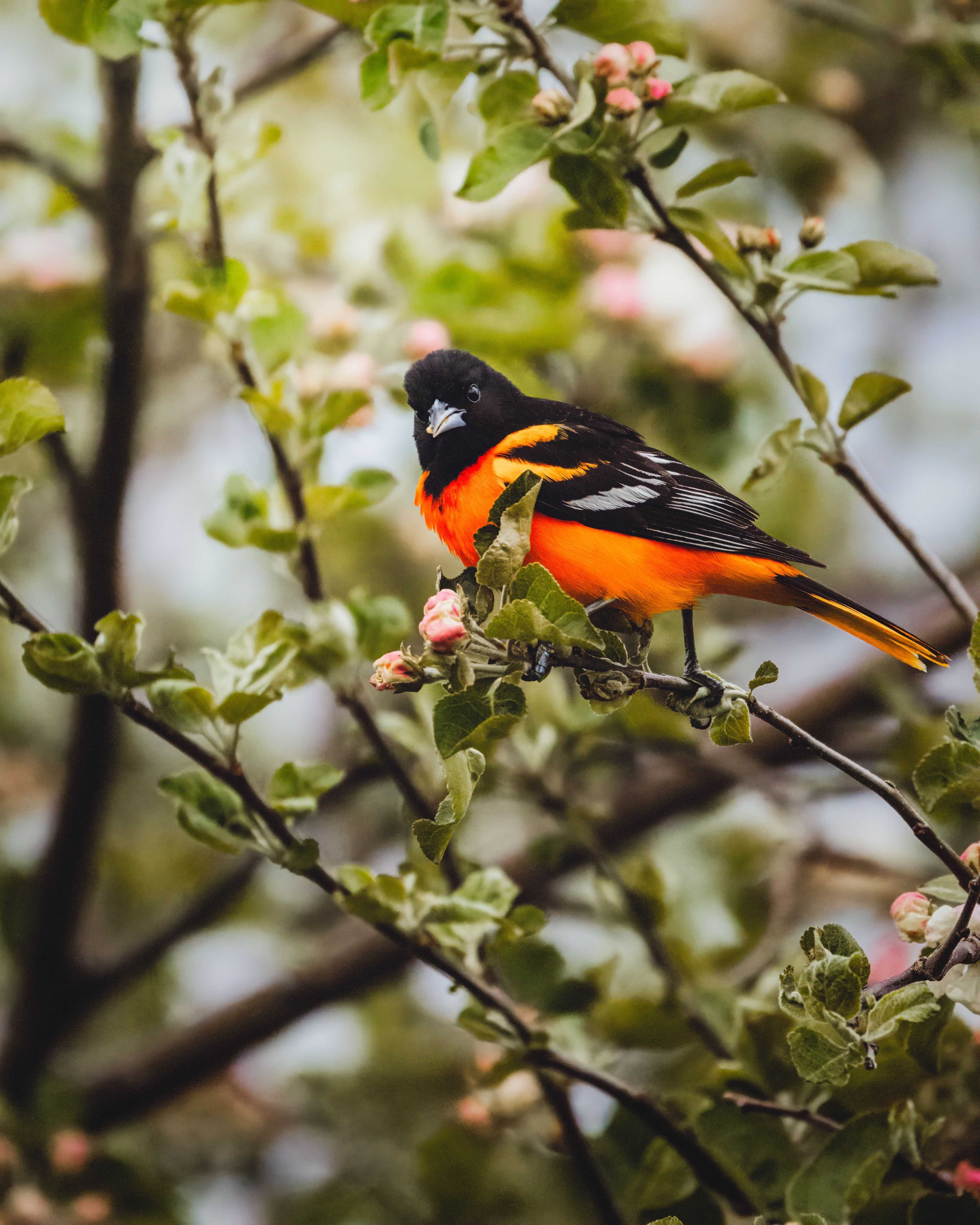 Oriole de Baltimore