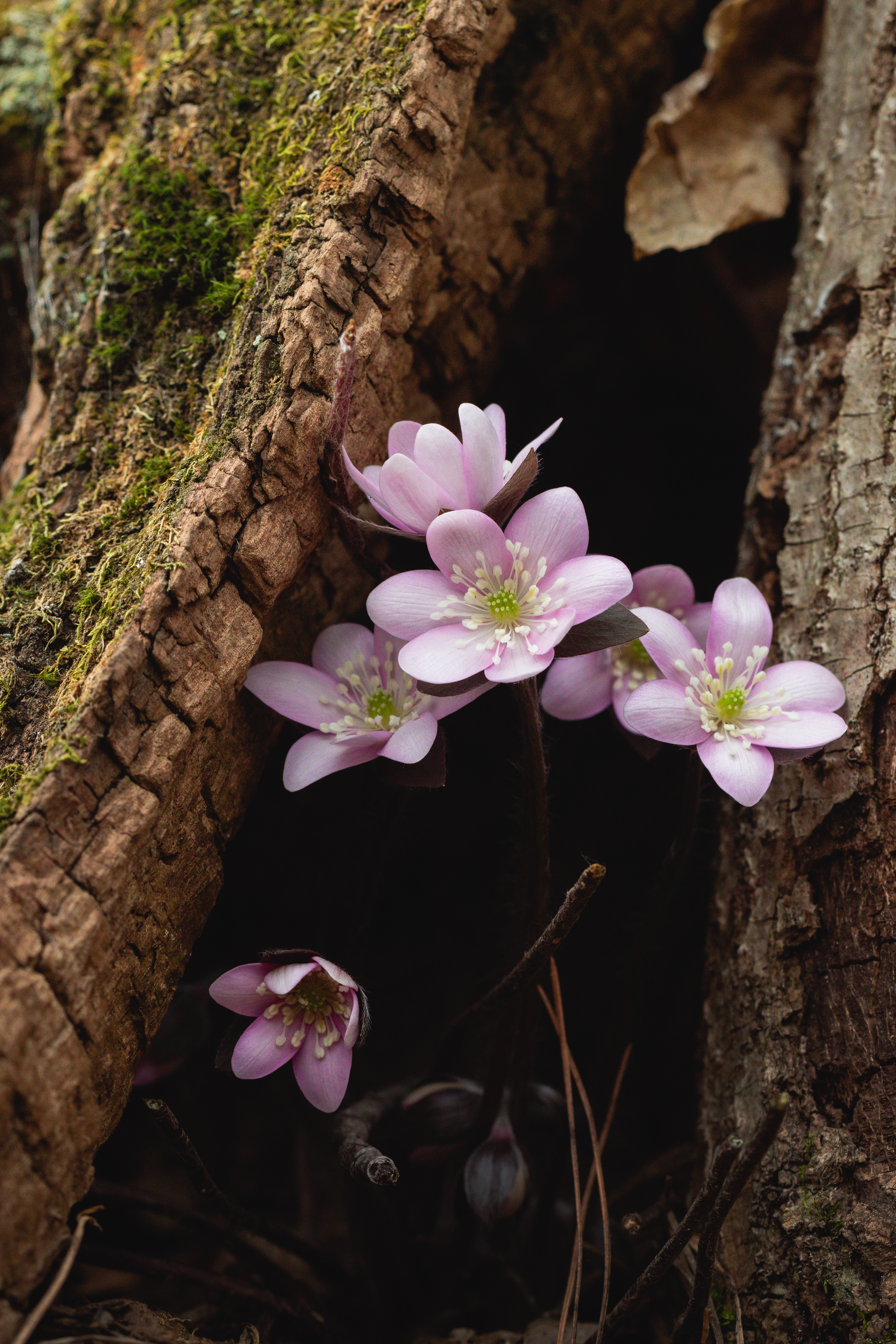 Hepatica acutilobia