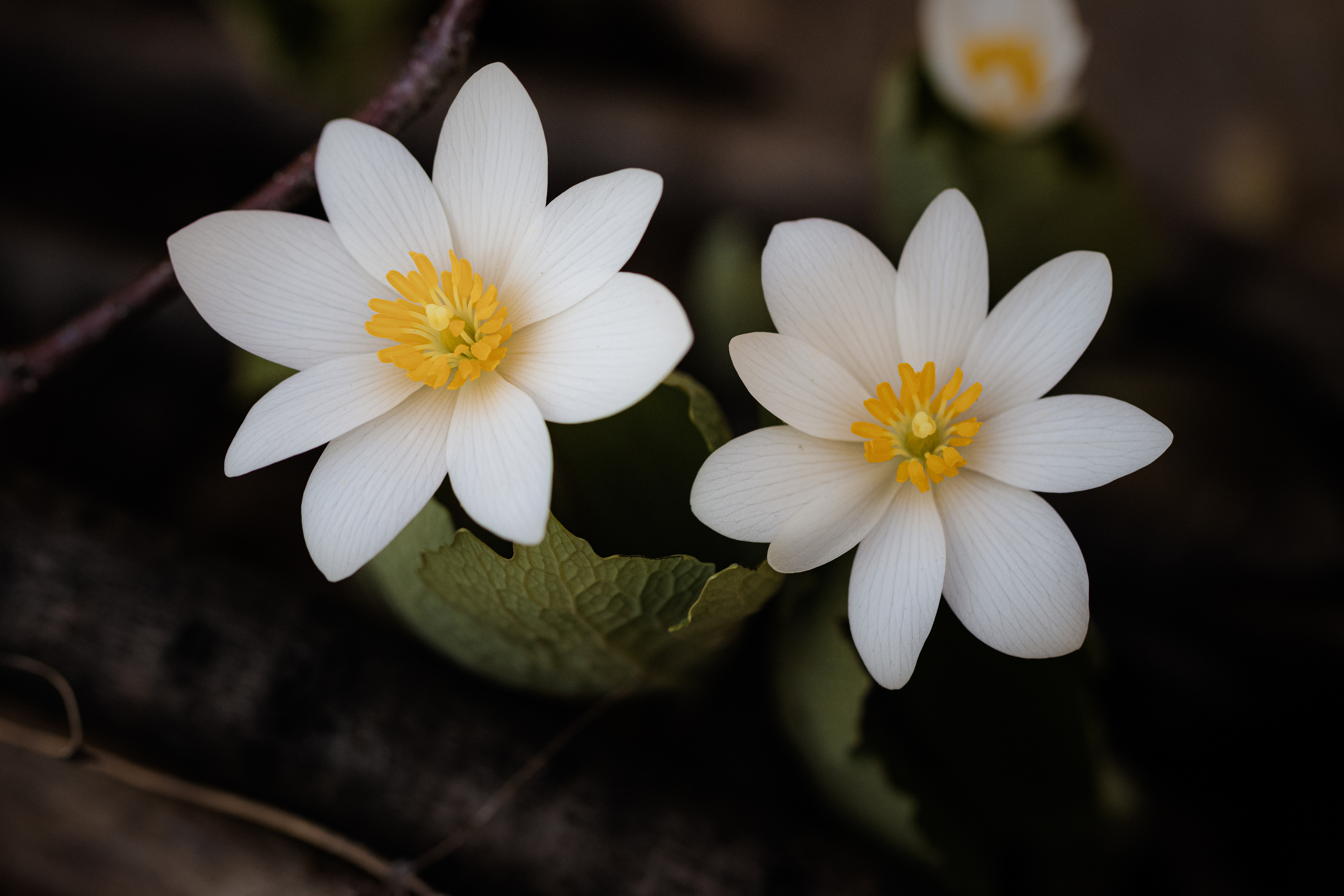 Sanguinaria canadensis
