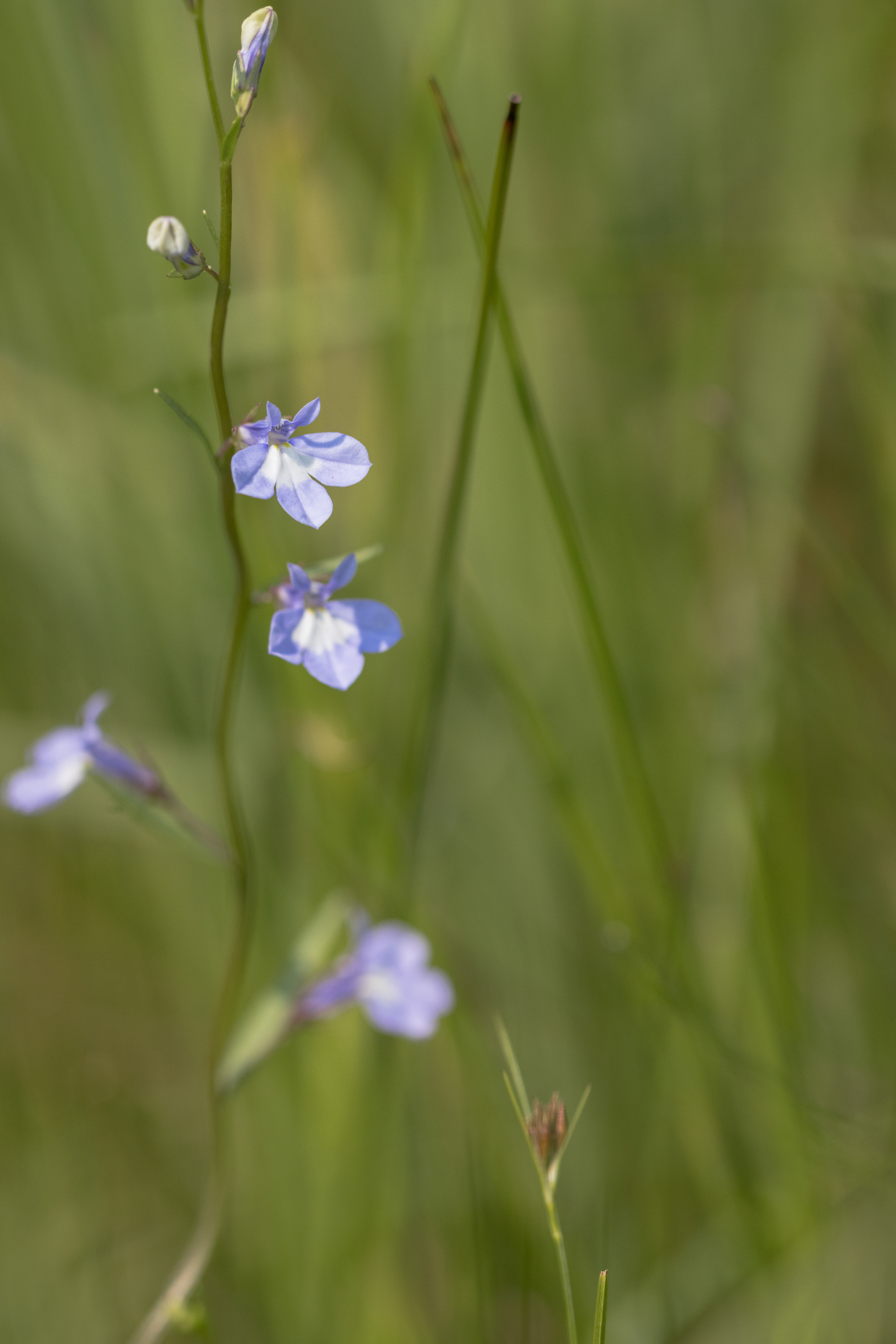 Lobelia kalmii