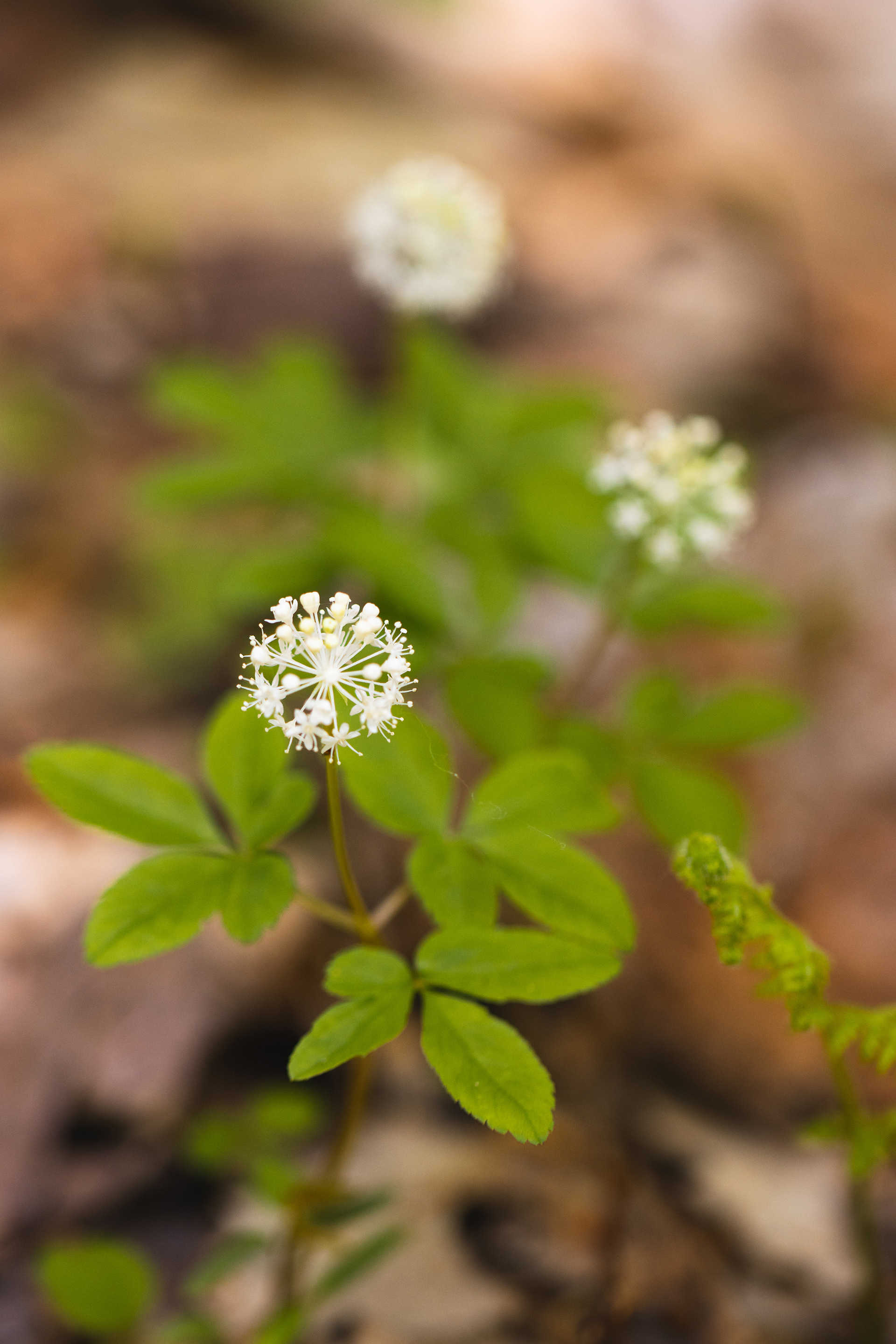 Lysimachia borealis