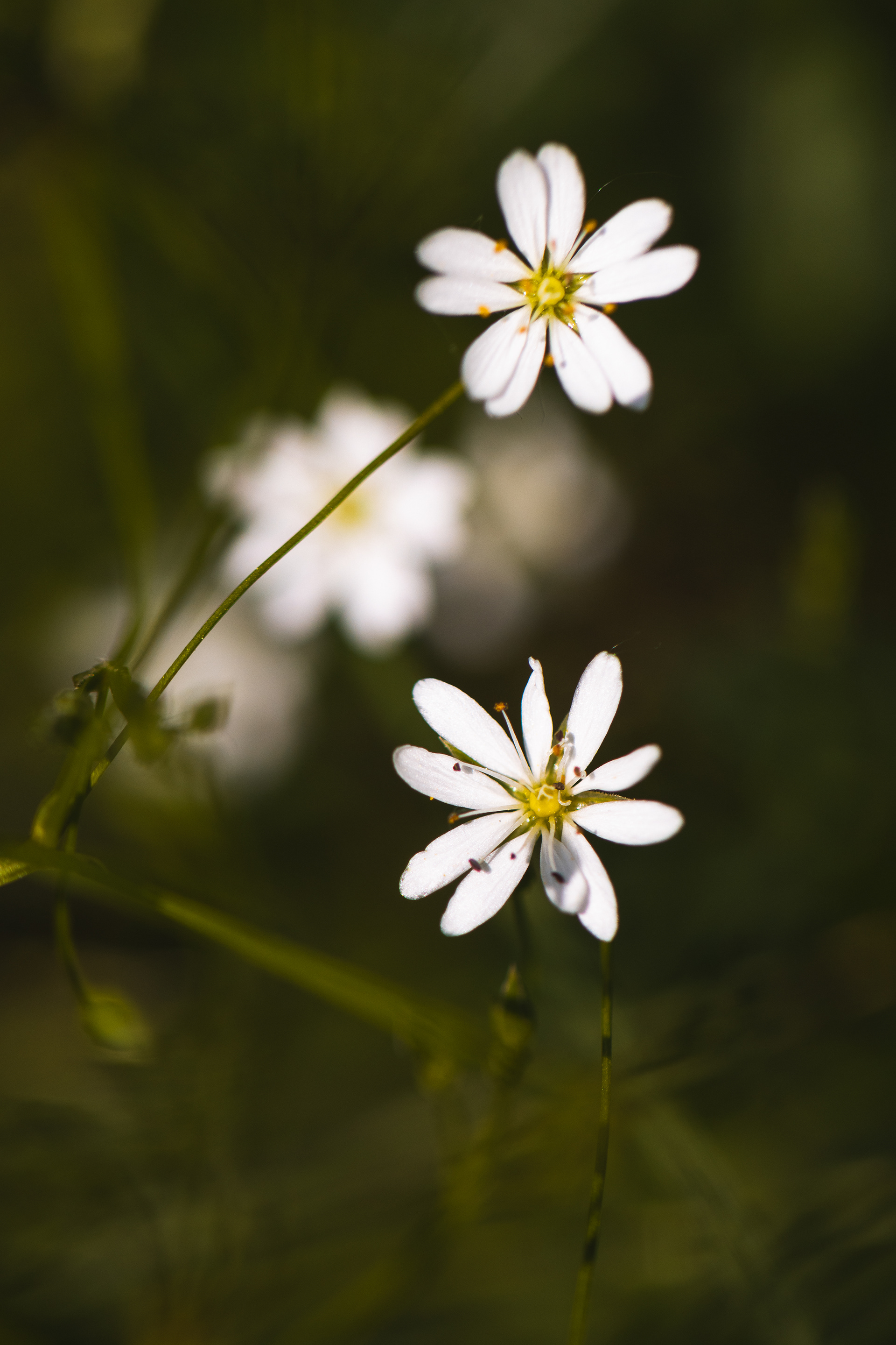 Stellaria graminea