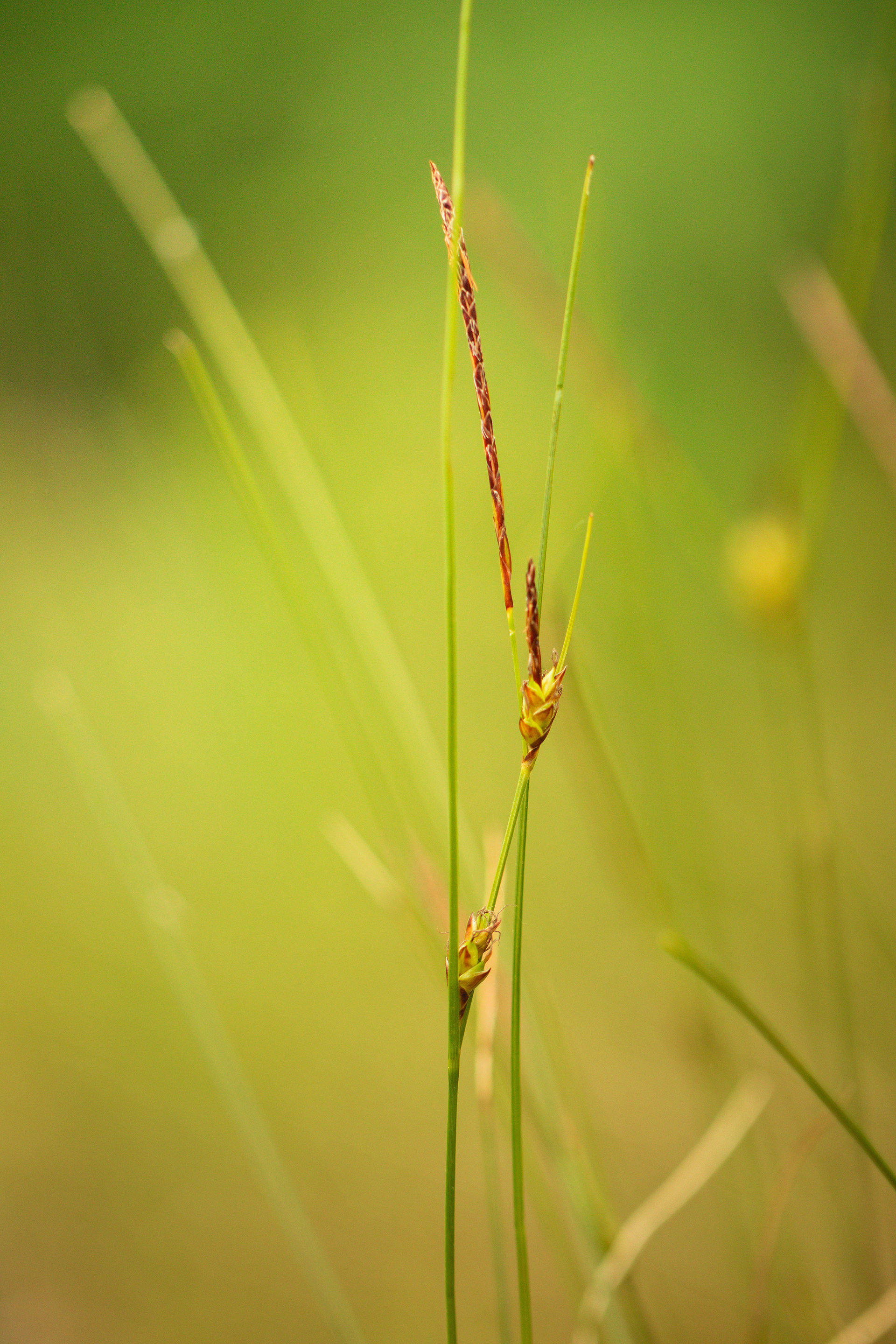 Carex oligosperma