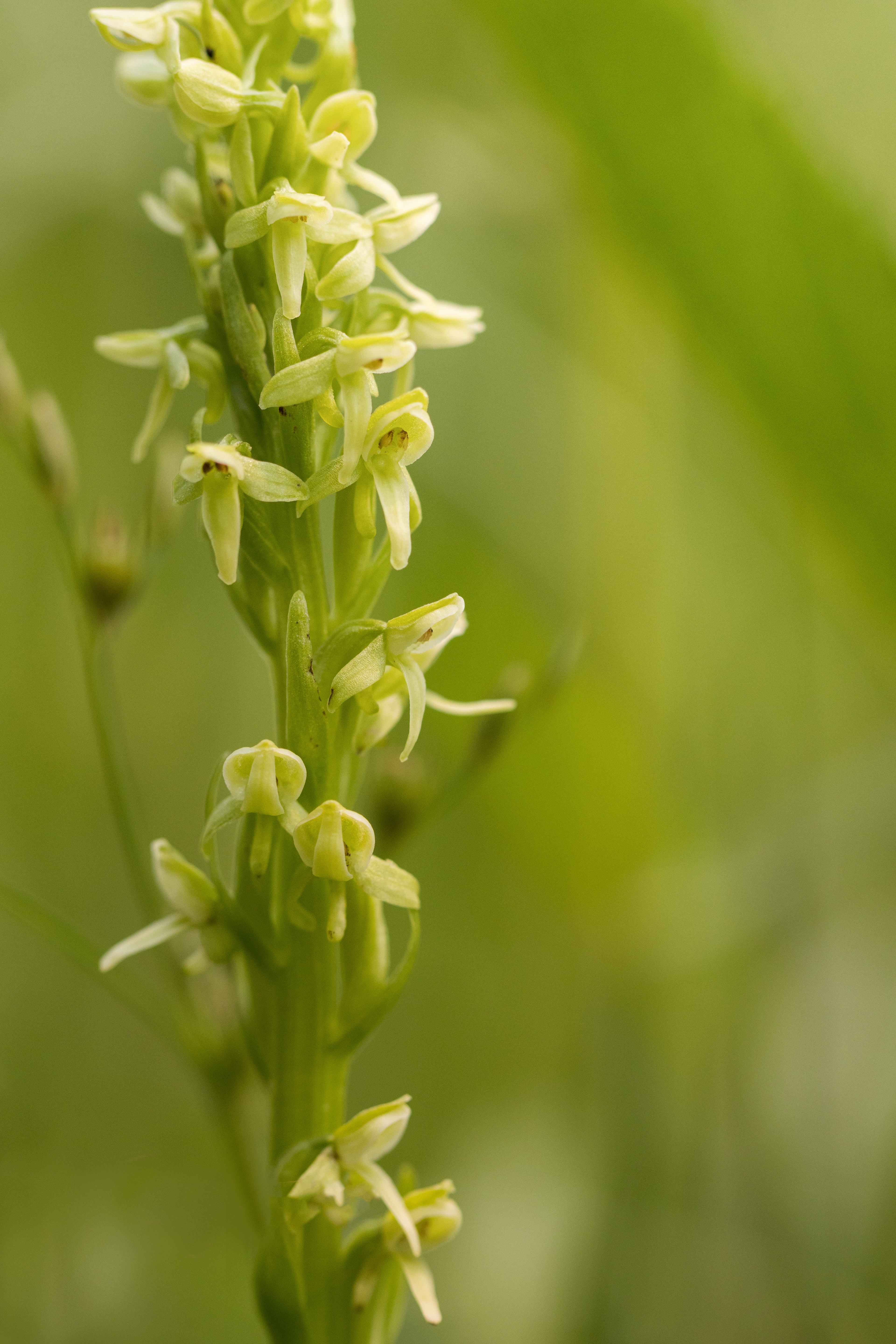 Platanthera huronensis
