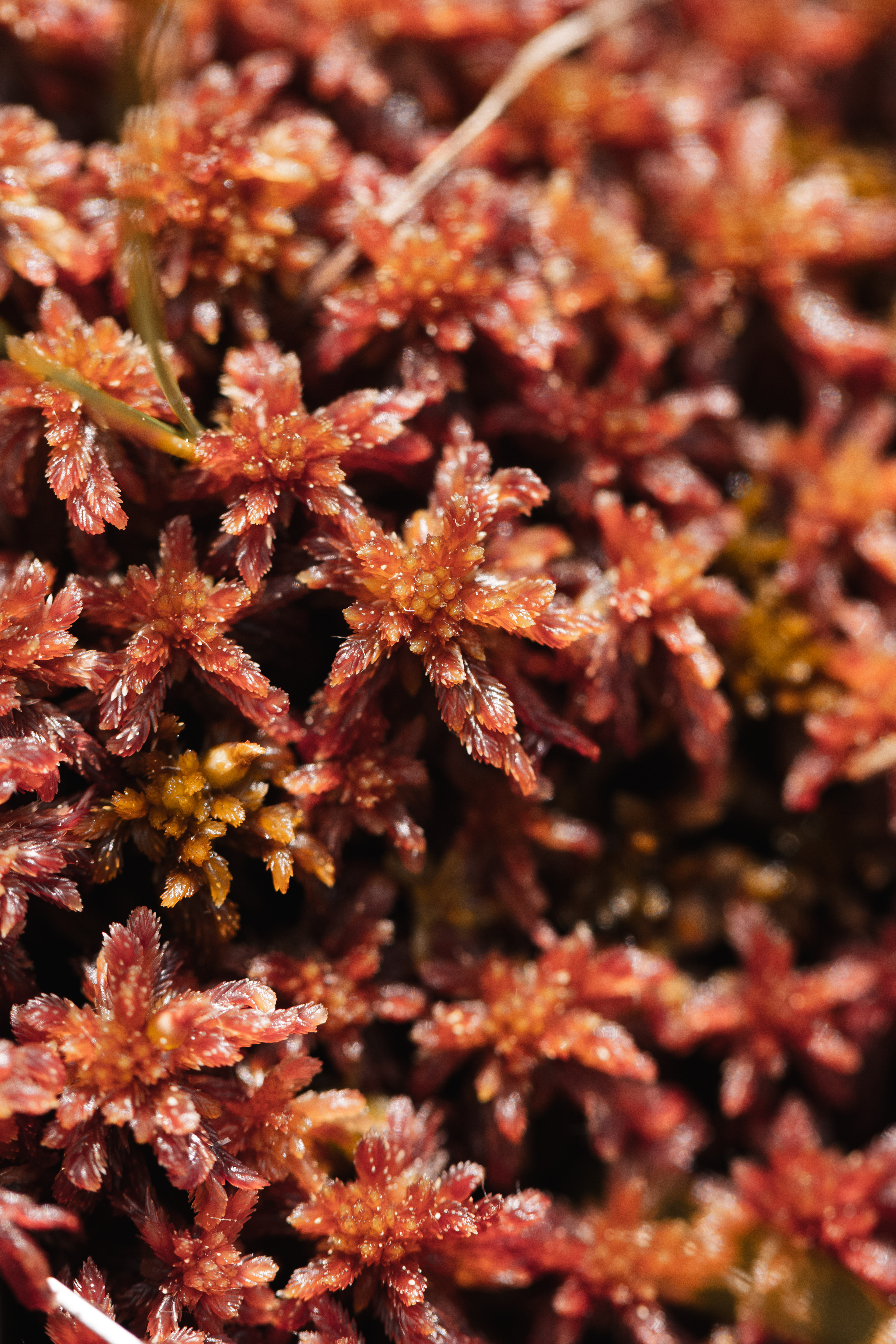 Sphagnum rubellum
