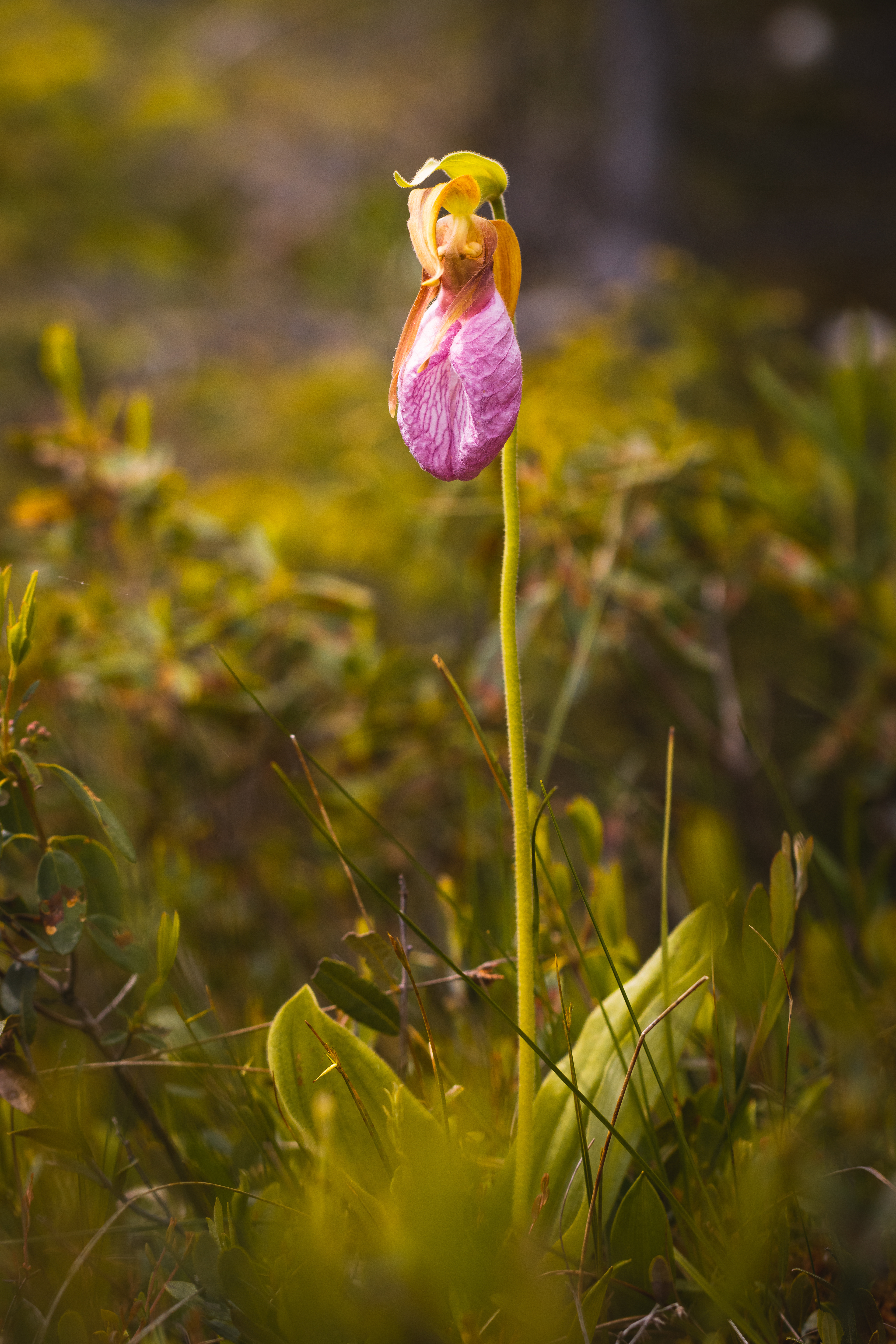 Cypripedium acaule