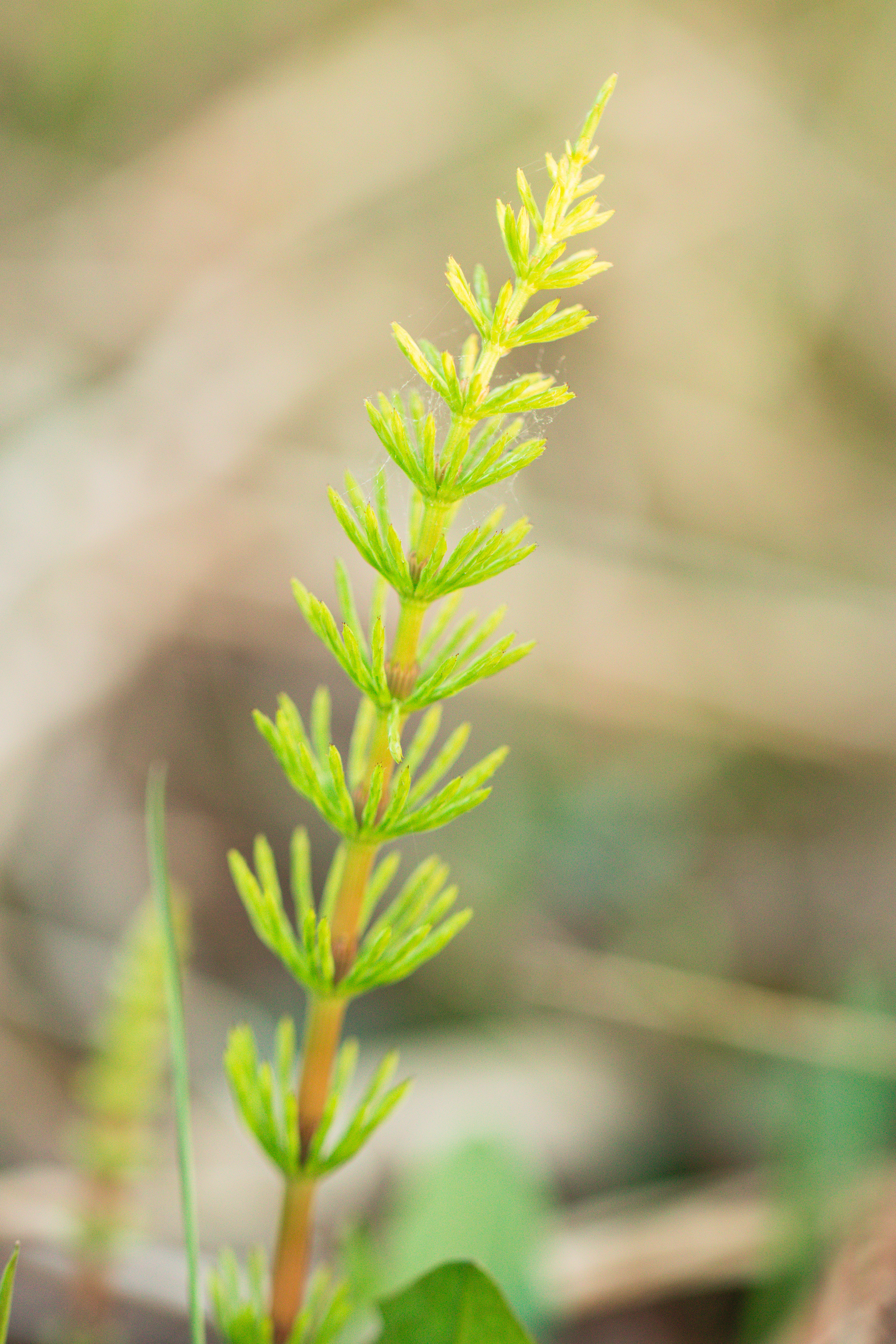 Equisetum fluviatile