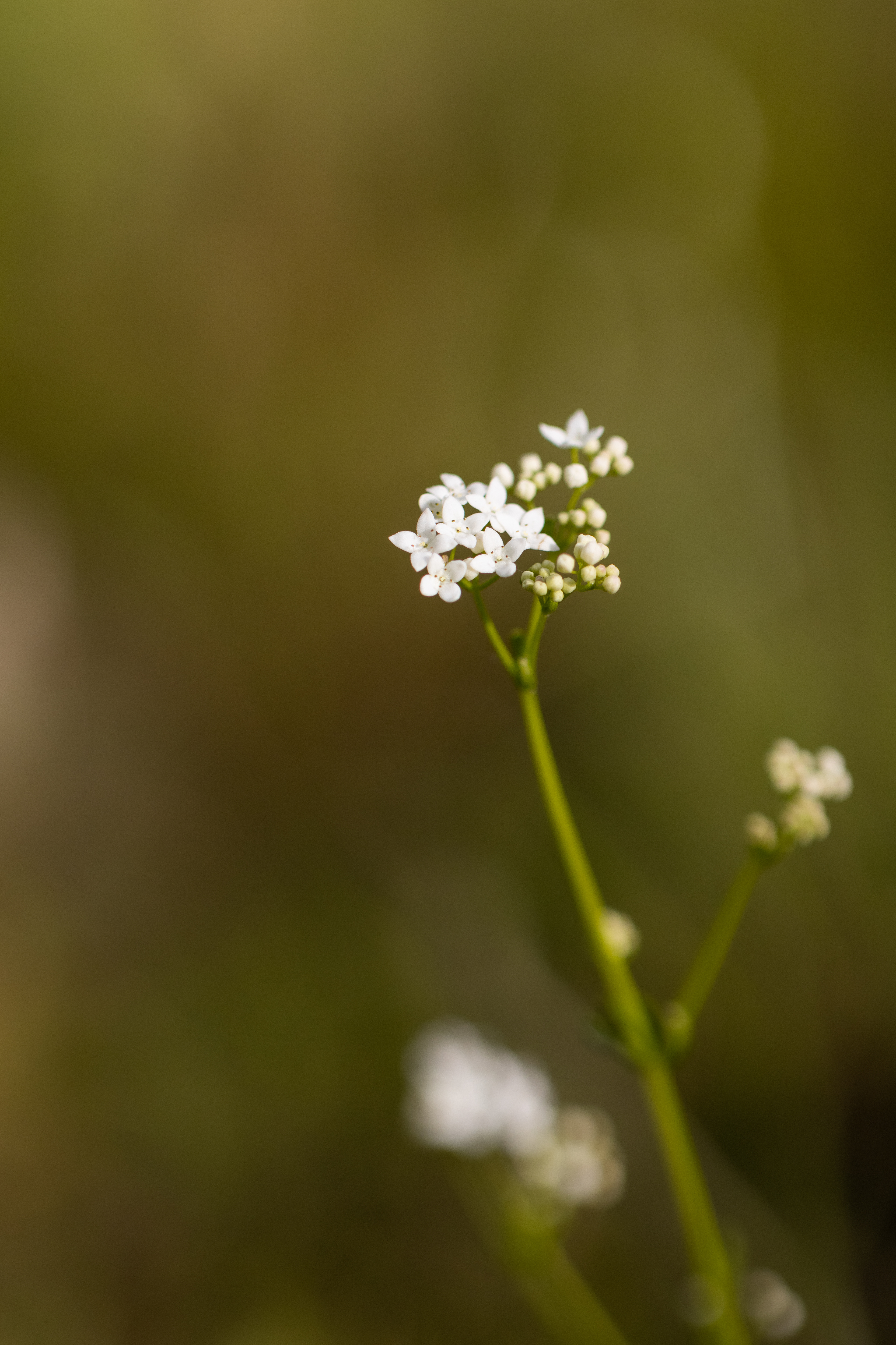 Galium palustre