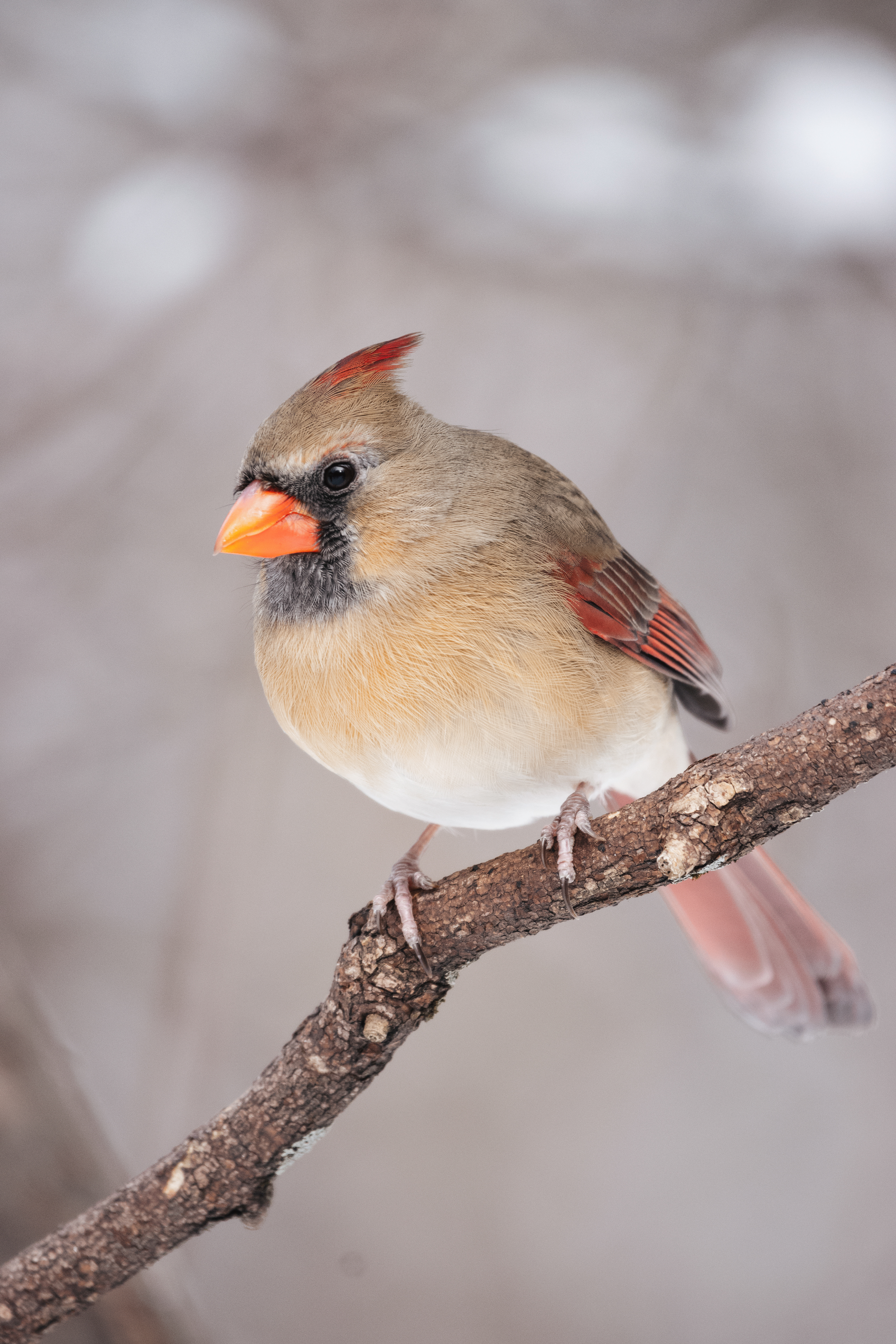 Cardinal rouge