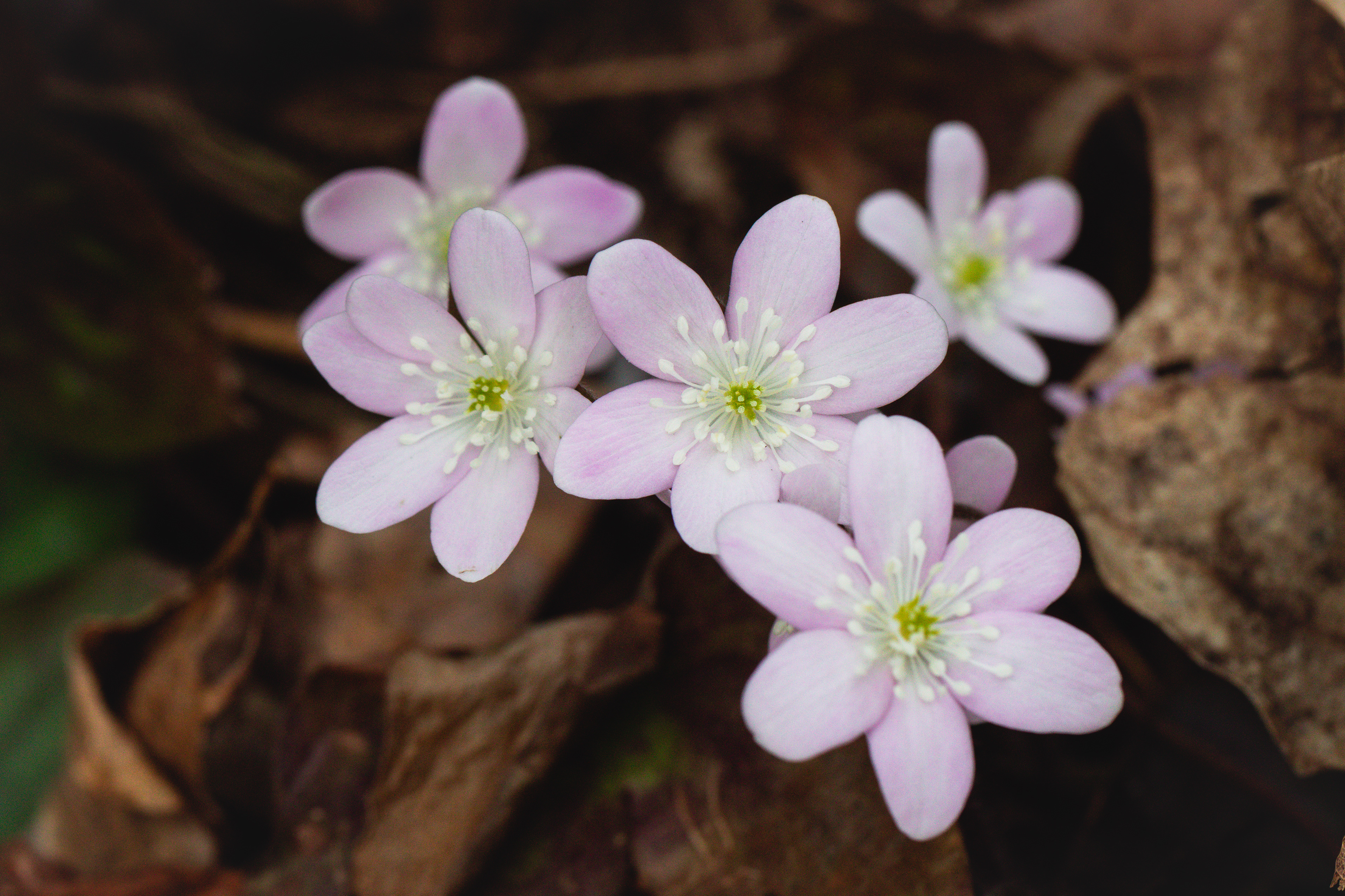 Hepatica acutilobia