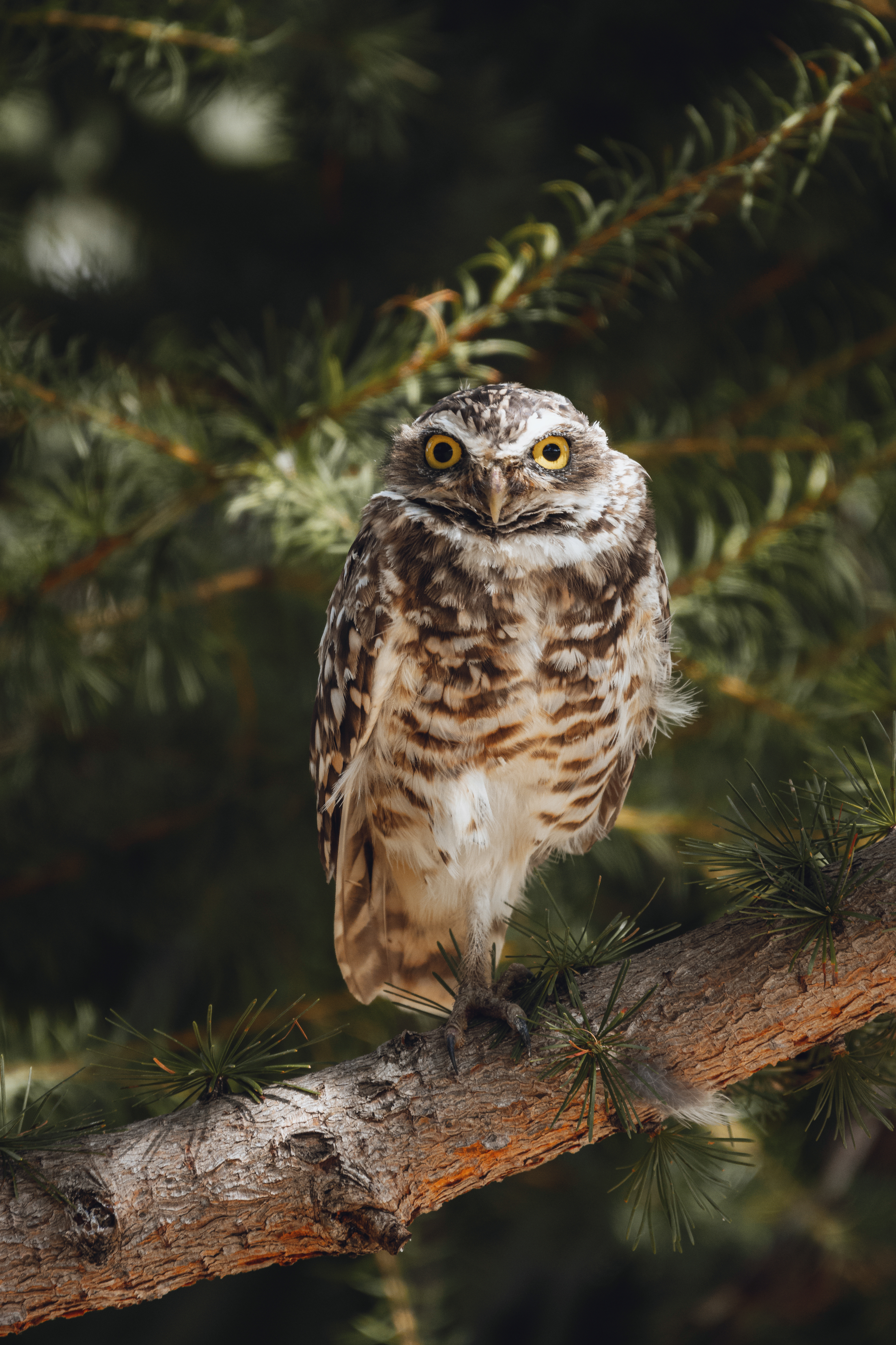 Chevêchette des terriers