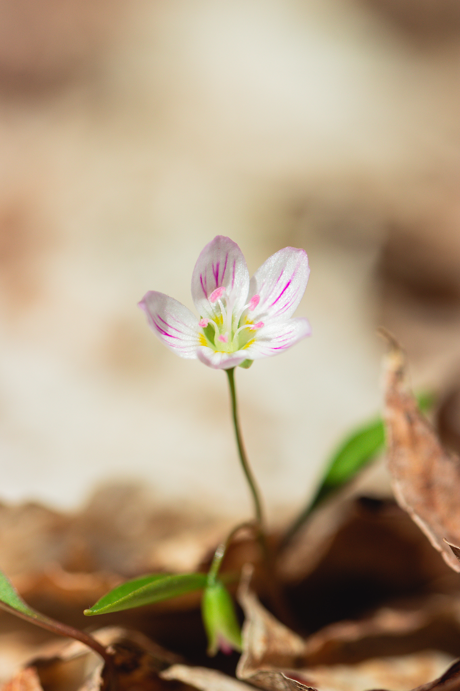 Claytonia caroliniana