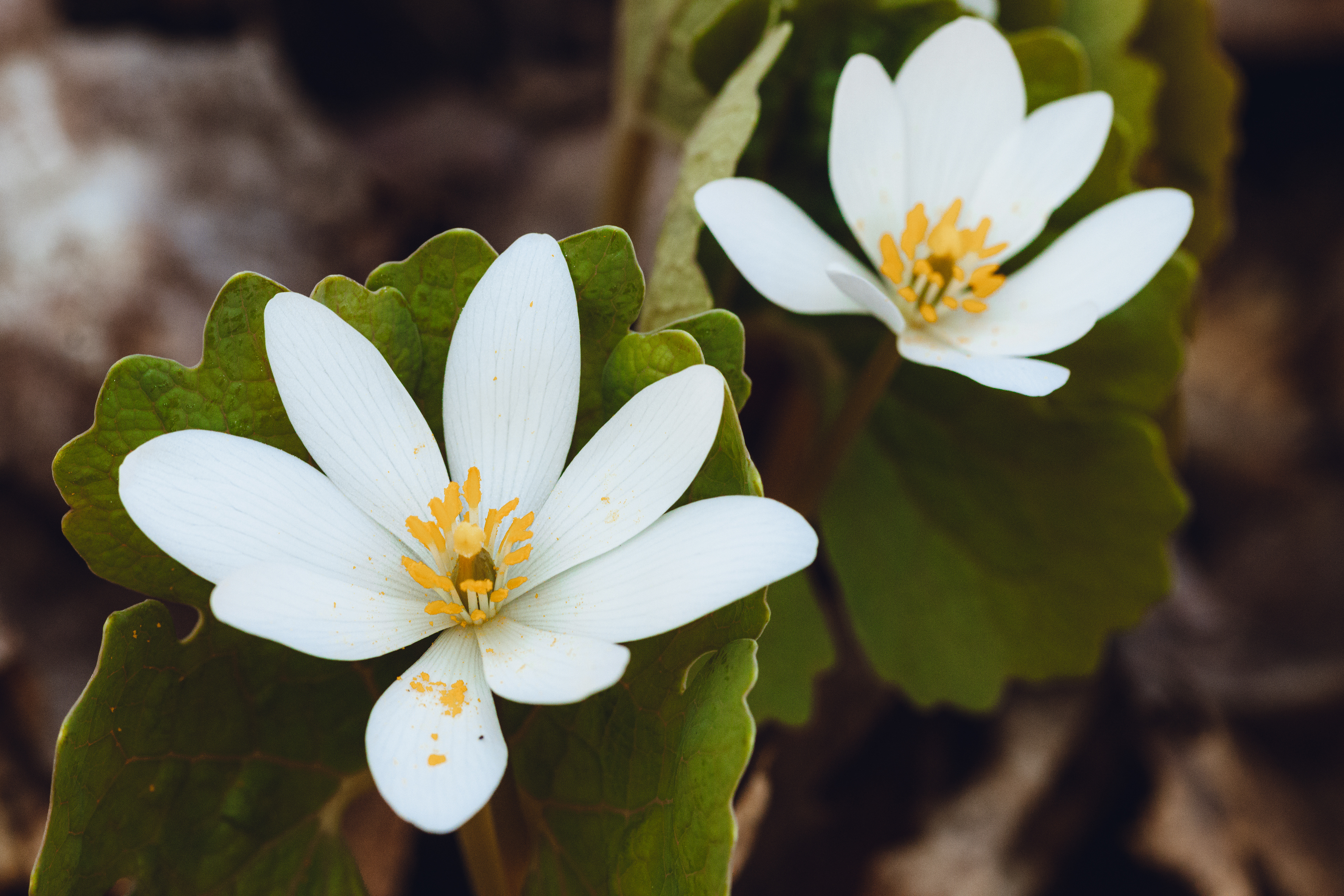Sanguinaria canadensis